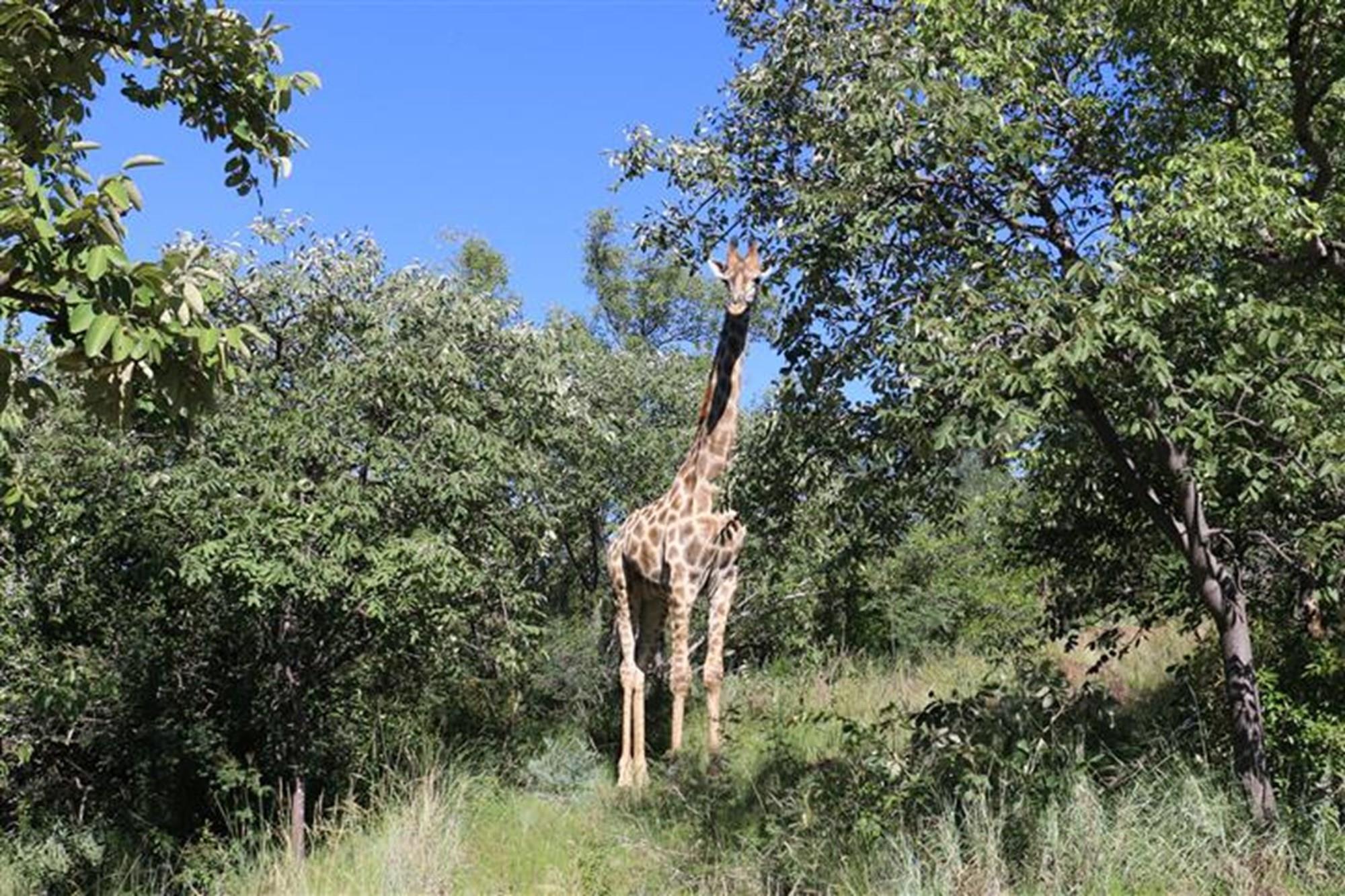 Thaba Moriri - Vacant stand with spectacular mountain views