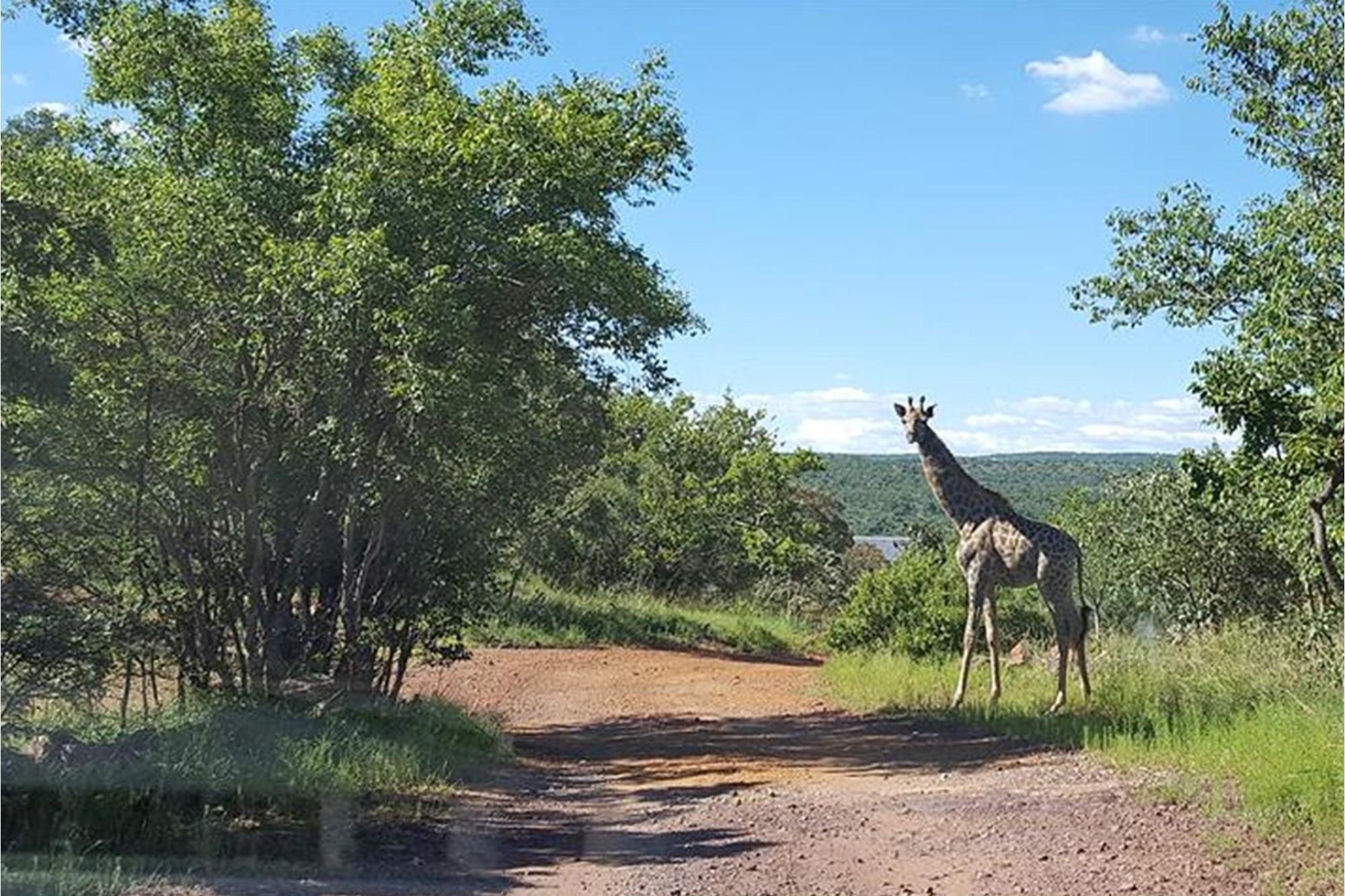 Thaba Moriri - Vacant stand with spectacular mountain views