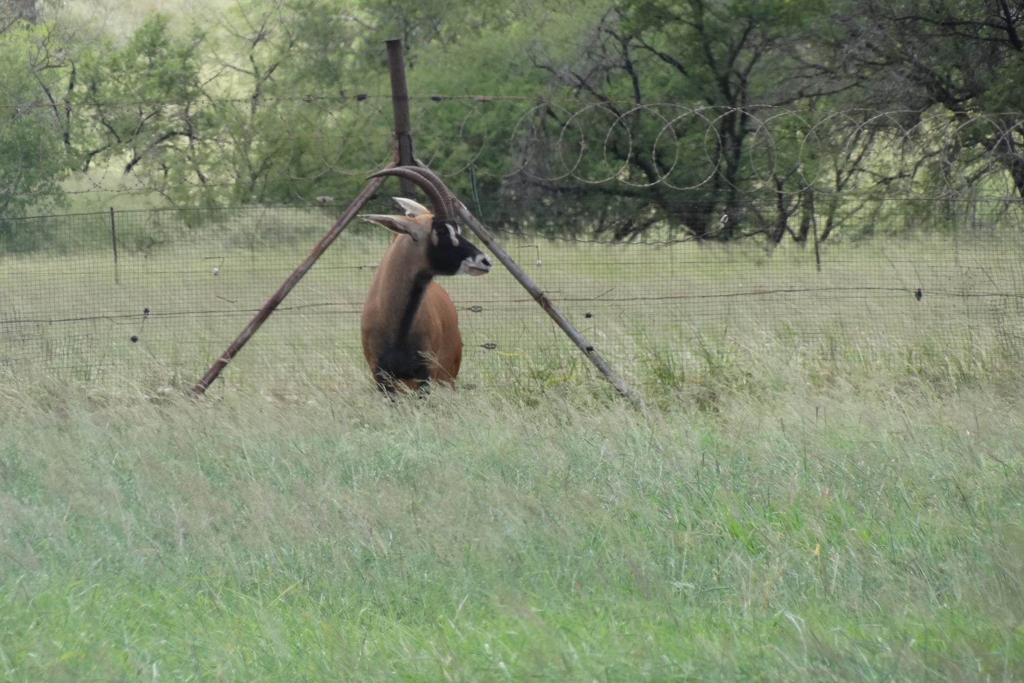 6612HA Game Farm Investment - Near Kruger National Park and Leopard Creek Golf