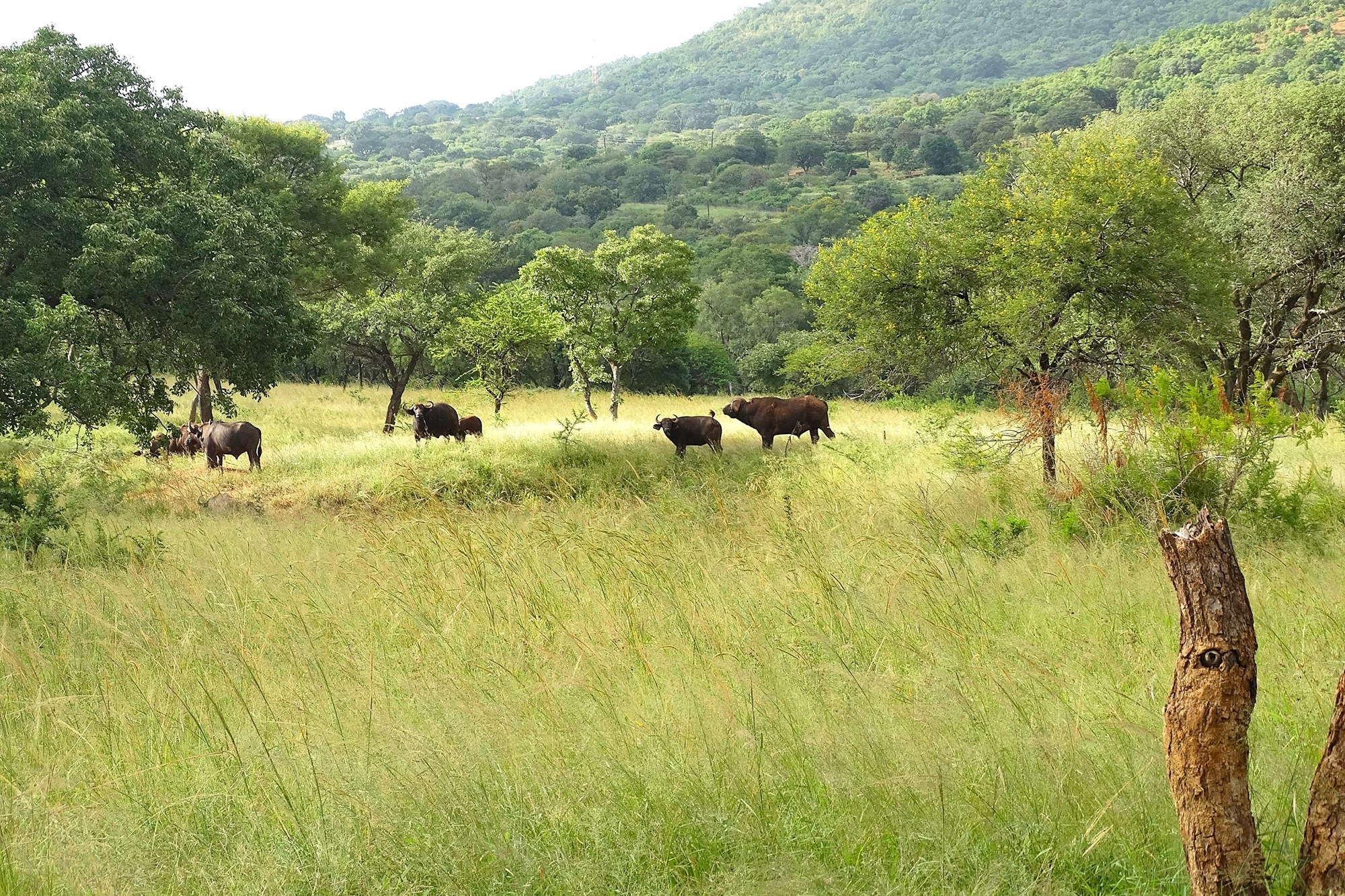 6612HA Game Farm Investment - Near Kruger National Park and Leopard Creek Golf