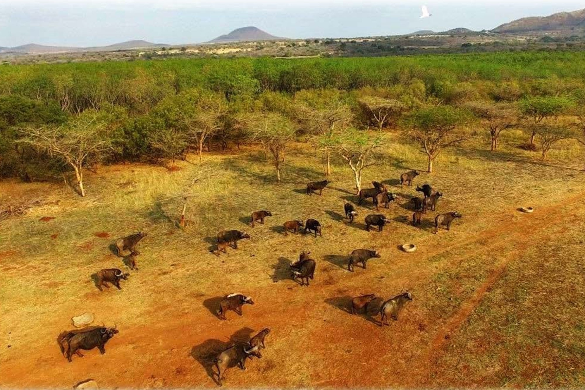 6612HA Game Farm Investment - Near Kruger National Park and Leopard Creek Golf