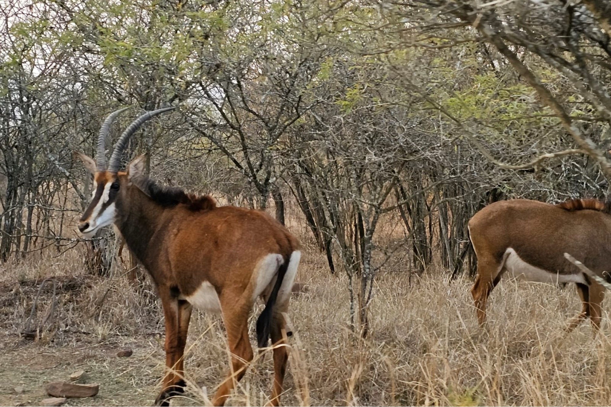 "Greenstone Wildlife: Luxurious Home Awaits You"