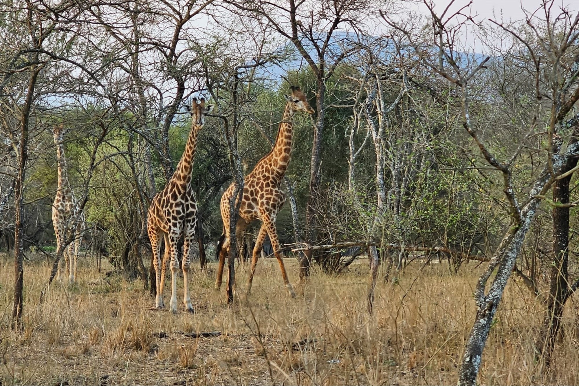 "Greenstone Wildlife: Luxurious Home Awaits You"