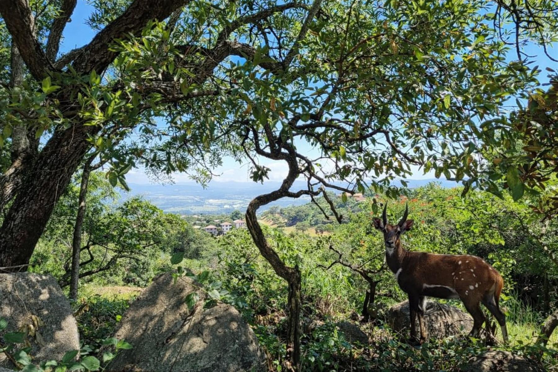 Magnificent Mbombela views on quiet road