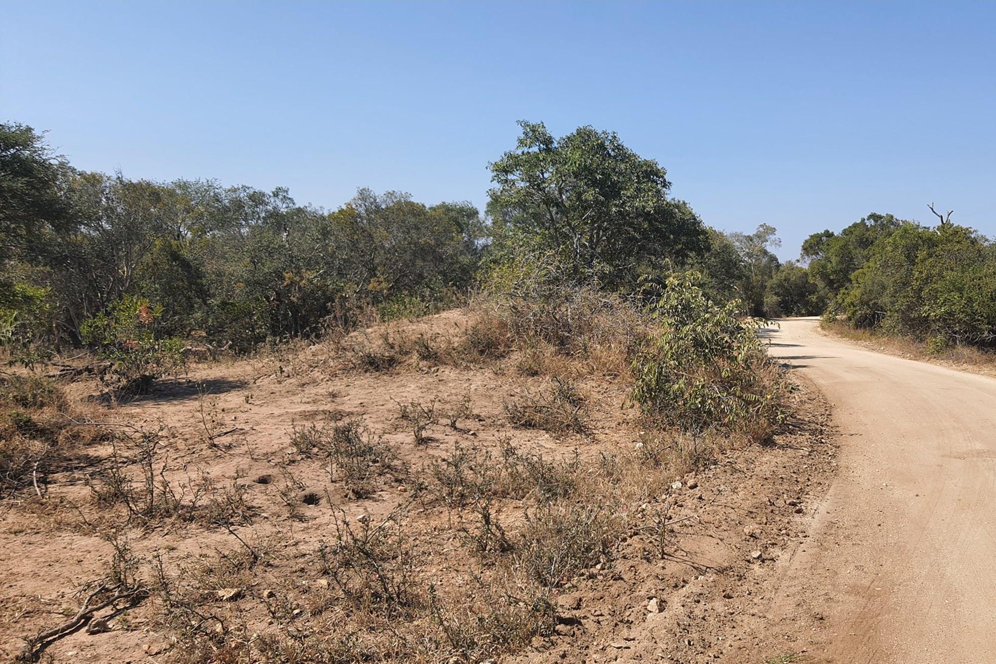 A large stand of >1Ha in Big 4 Moditlo Wildlife Estate