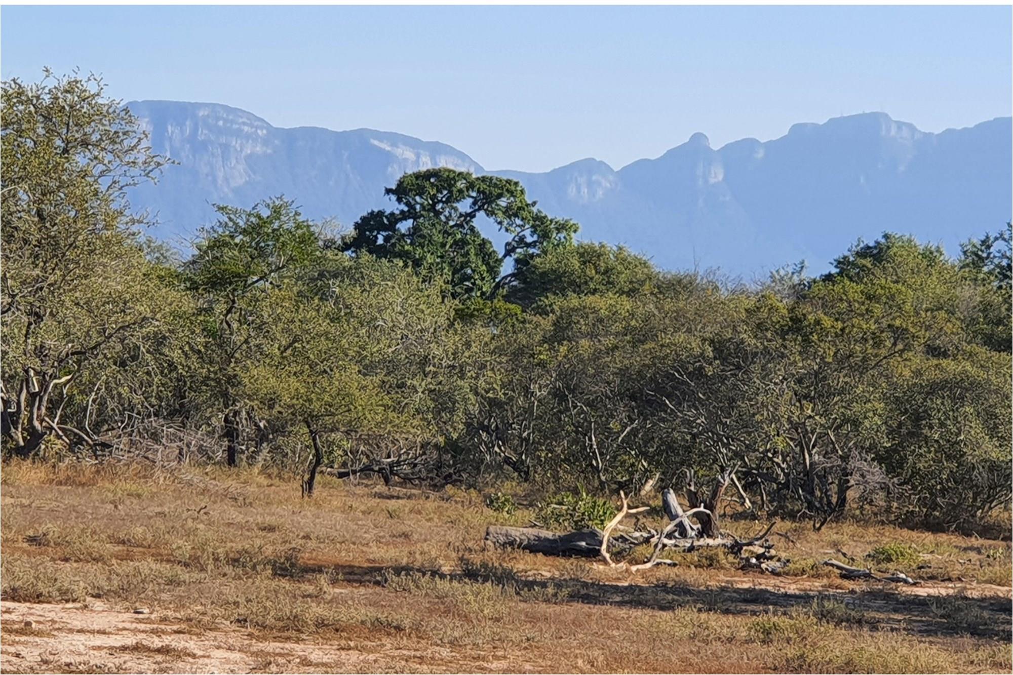 A large stand of >1Ha in Big 4 Moditlo Wildlife Estate