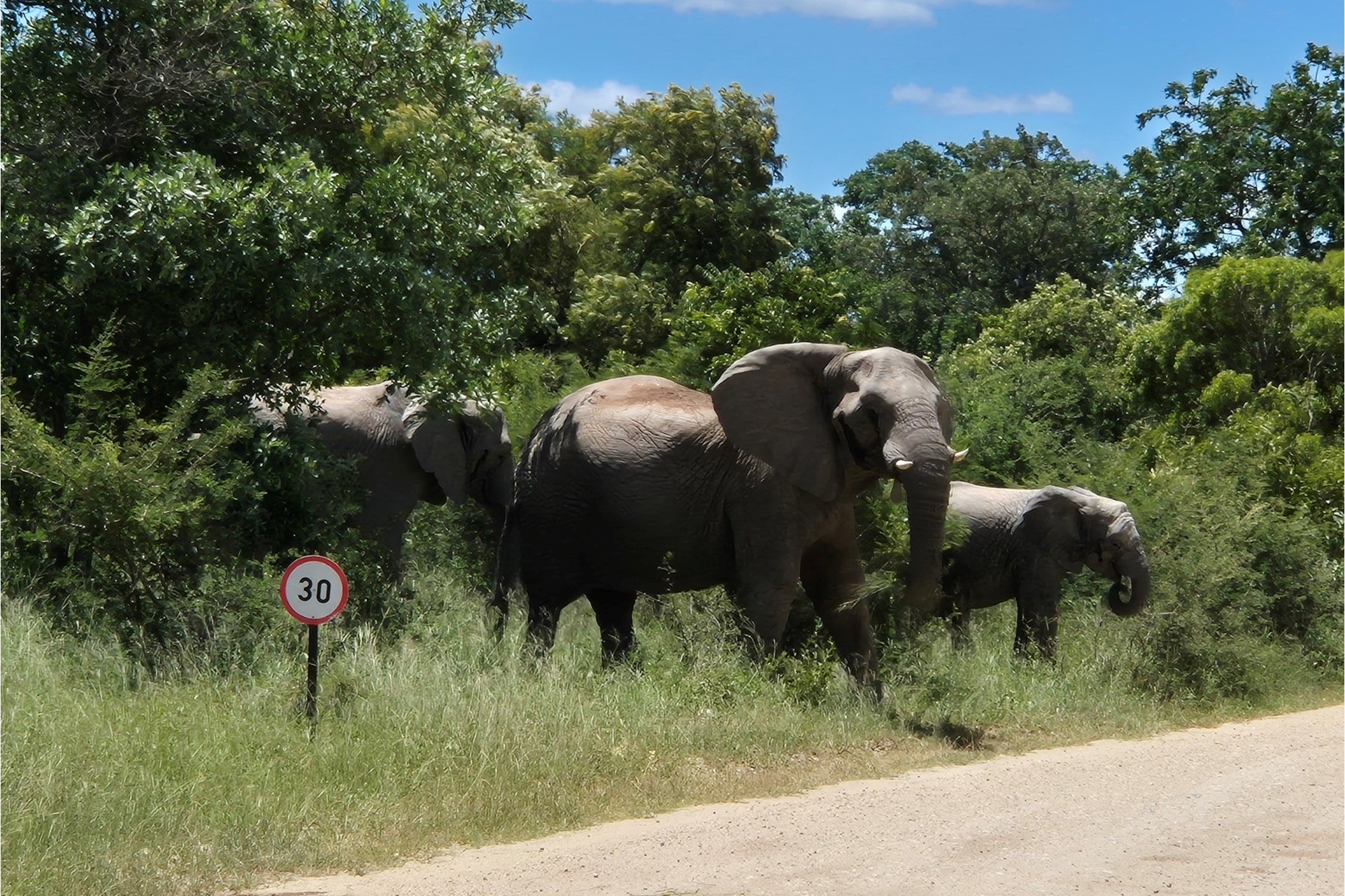 A large stand of >1Ha in Big 4 Moditlo Wildlife Estate