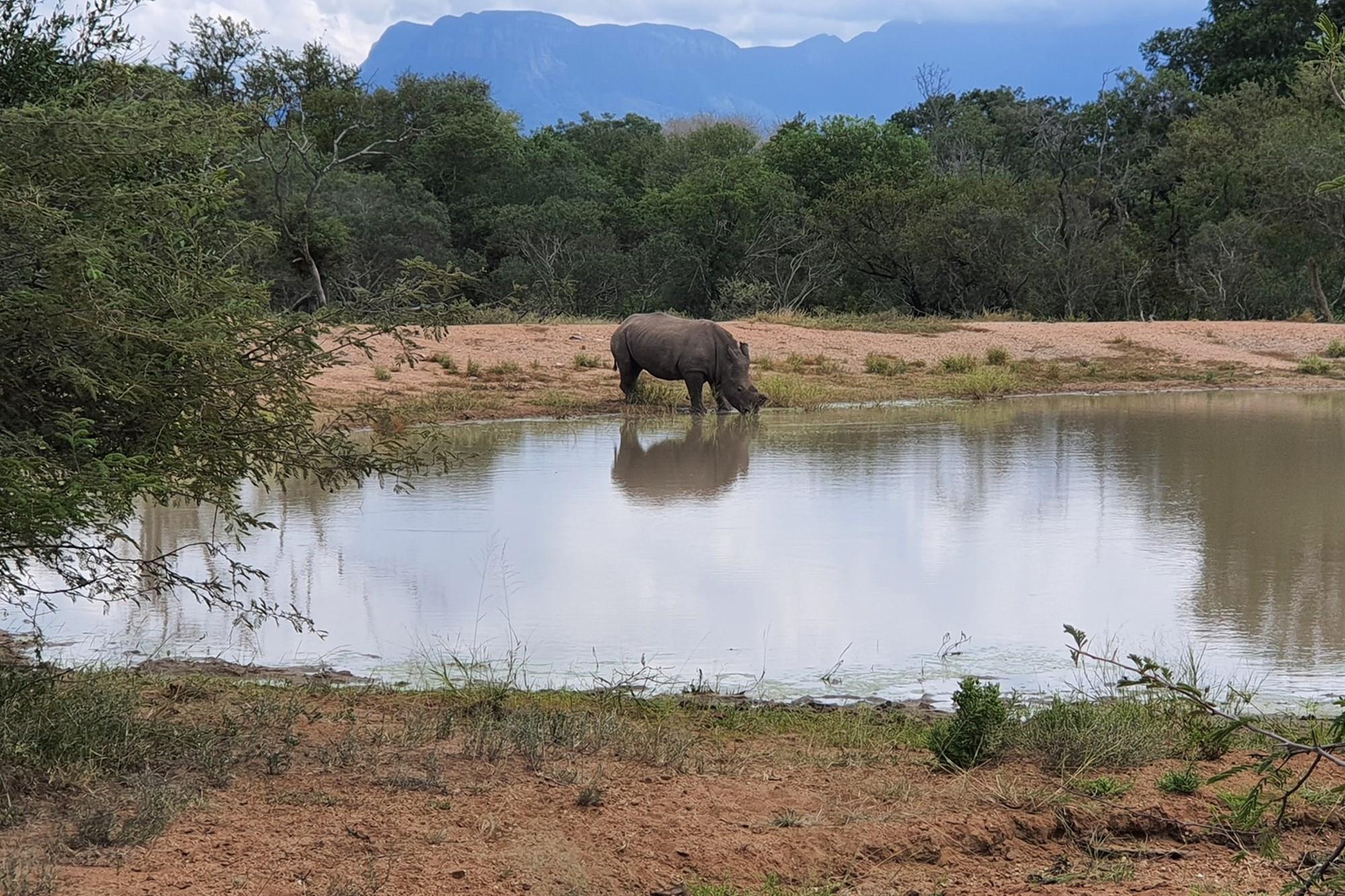 A large stand of >1Ha in Big 4 Moditlo Wildlife Estate