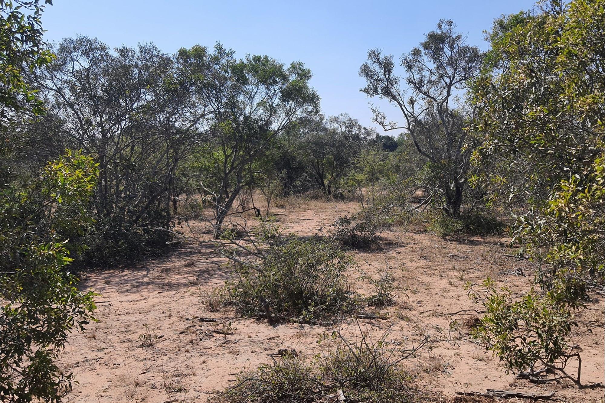 A large stand of >1Ha in Big 4 Moditlo Wildlife Estate