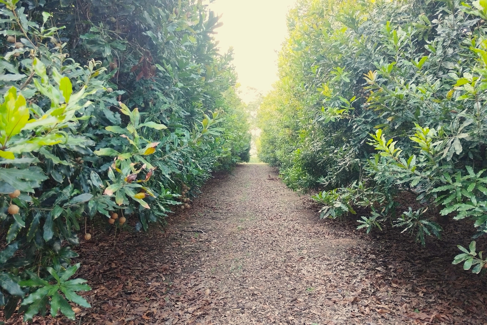 Farm for sale in Nelspruit Rural, Nelspruit, 146000 m²
