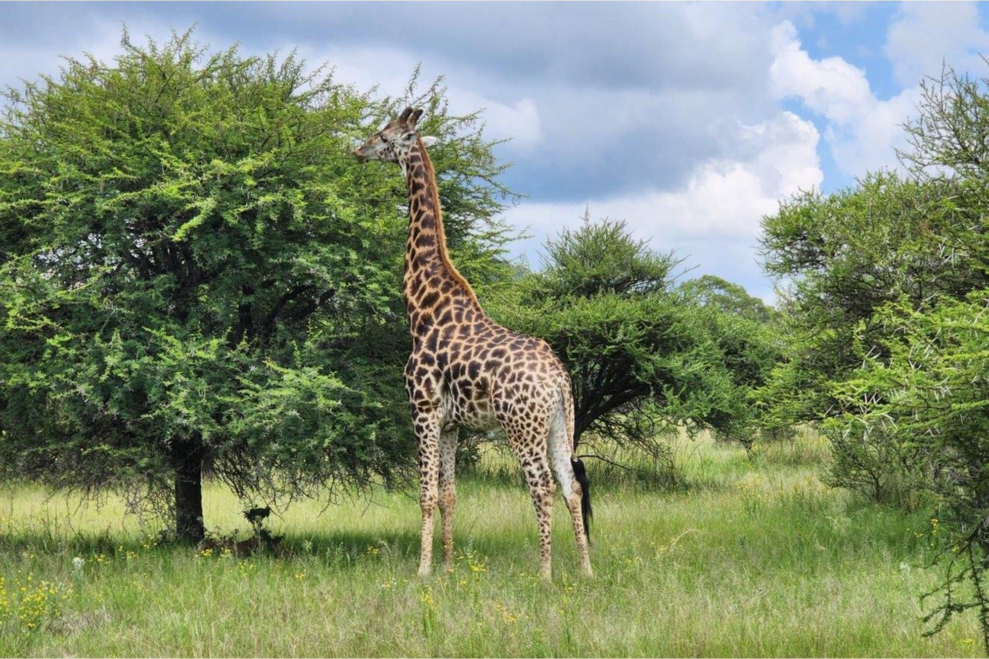 Intaba-Indle - Breathtaking mountain and game reserve views - Bushveld vacant land - Tar Roads