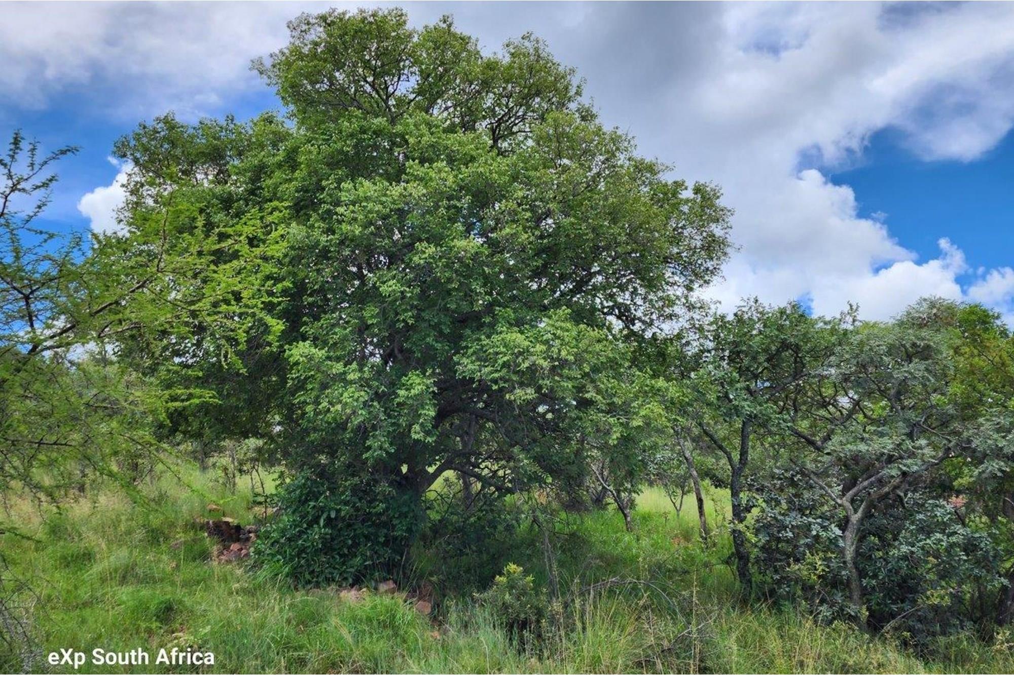 Intaba-Indle - Breathtaking mountain and game reserve views - Bushveld vacant land - Tar Roads