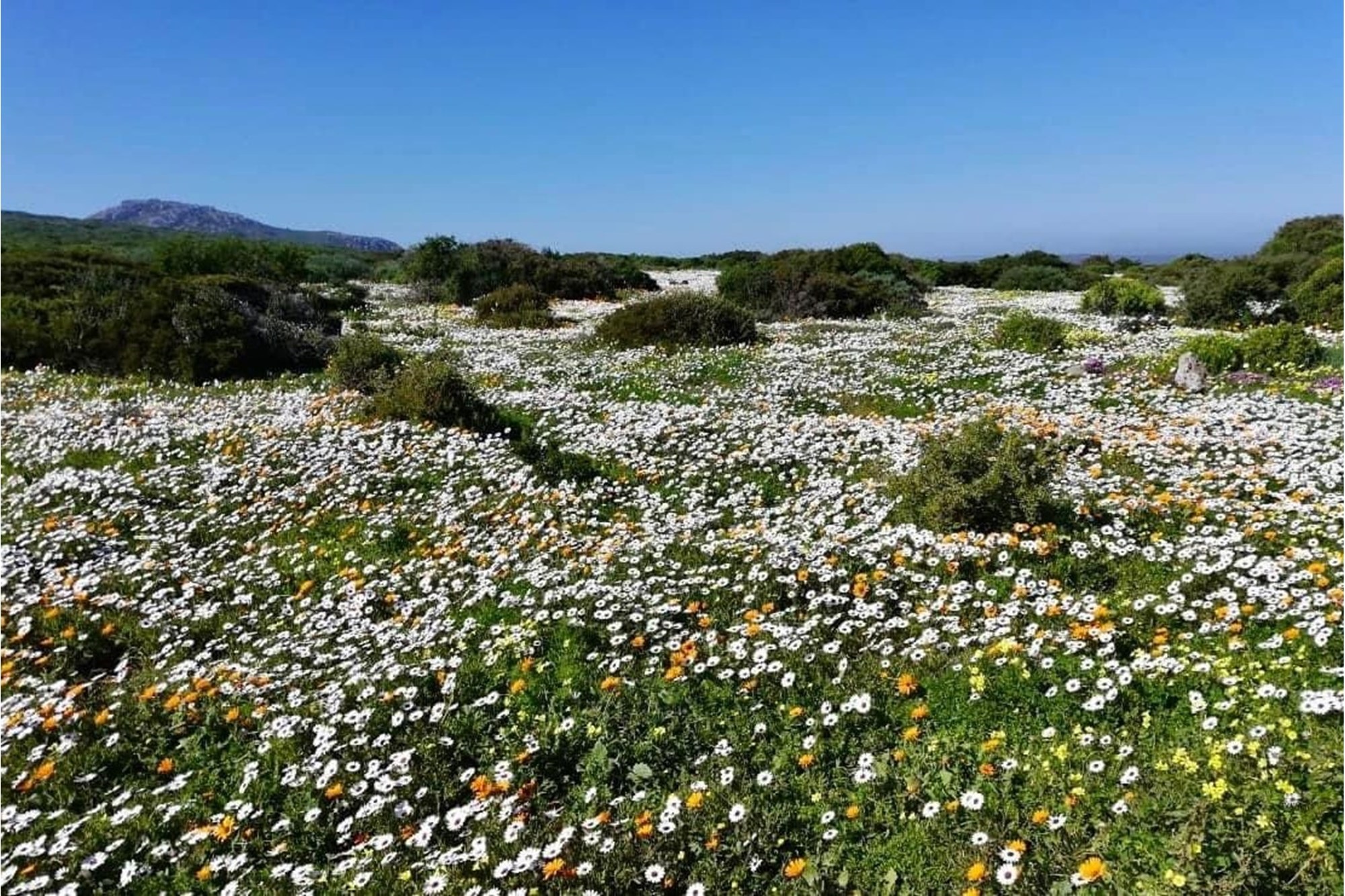 Vacant Land for sale in Long Acres Country Estate, Langebaan, 20070 m²
