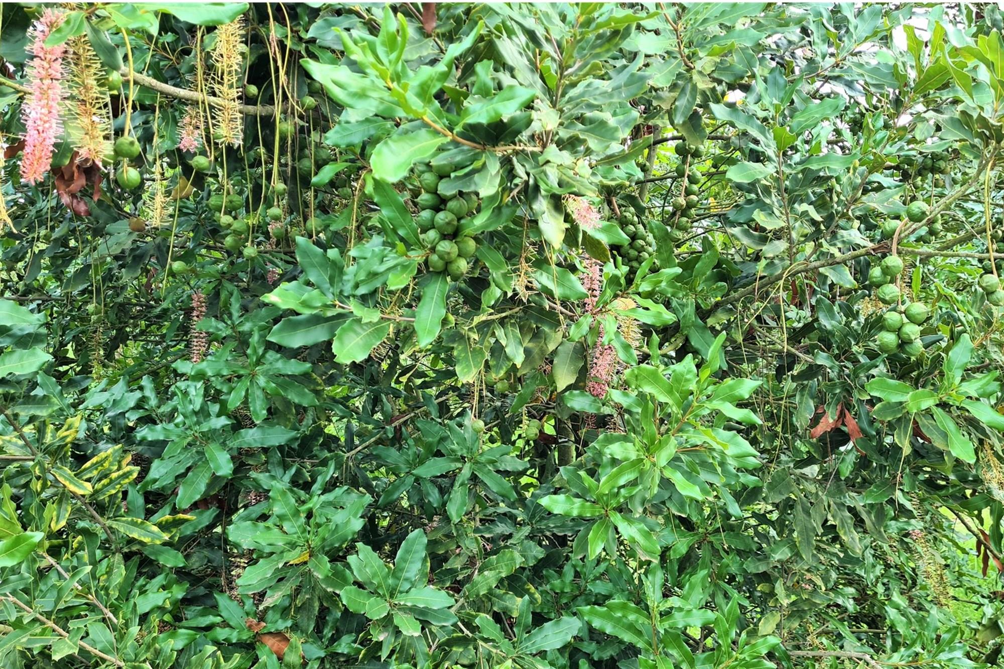 Sprawling 265Ha Macadamia Farm Oasis - Your Agricultural Dream Awaits Near Nelspruit.