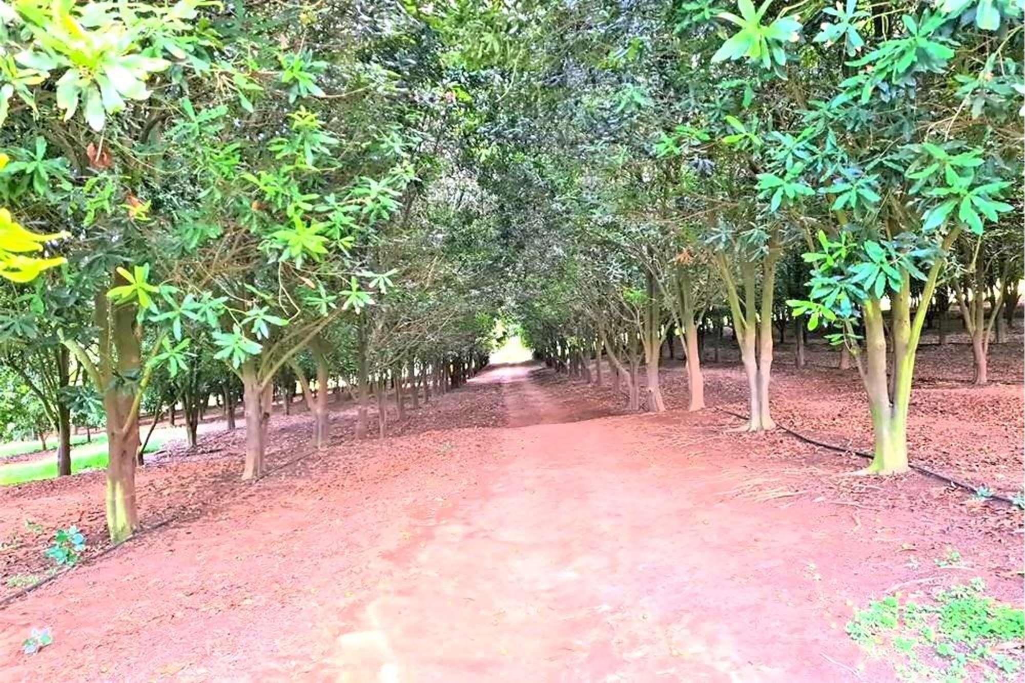 Sprawling 265Ha Macadamia Farm Oasis - Your Agricultural Dream Awaits Near Nelspruit.