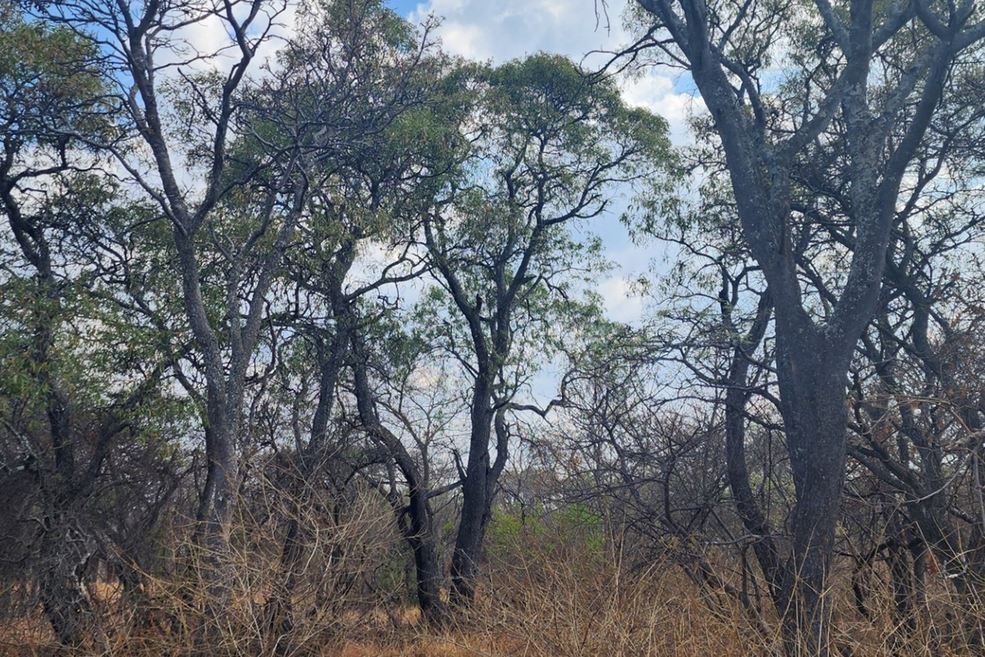 Vacant Stand with Approved Plans - Verloren Estate, Waterberg