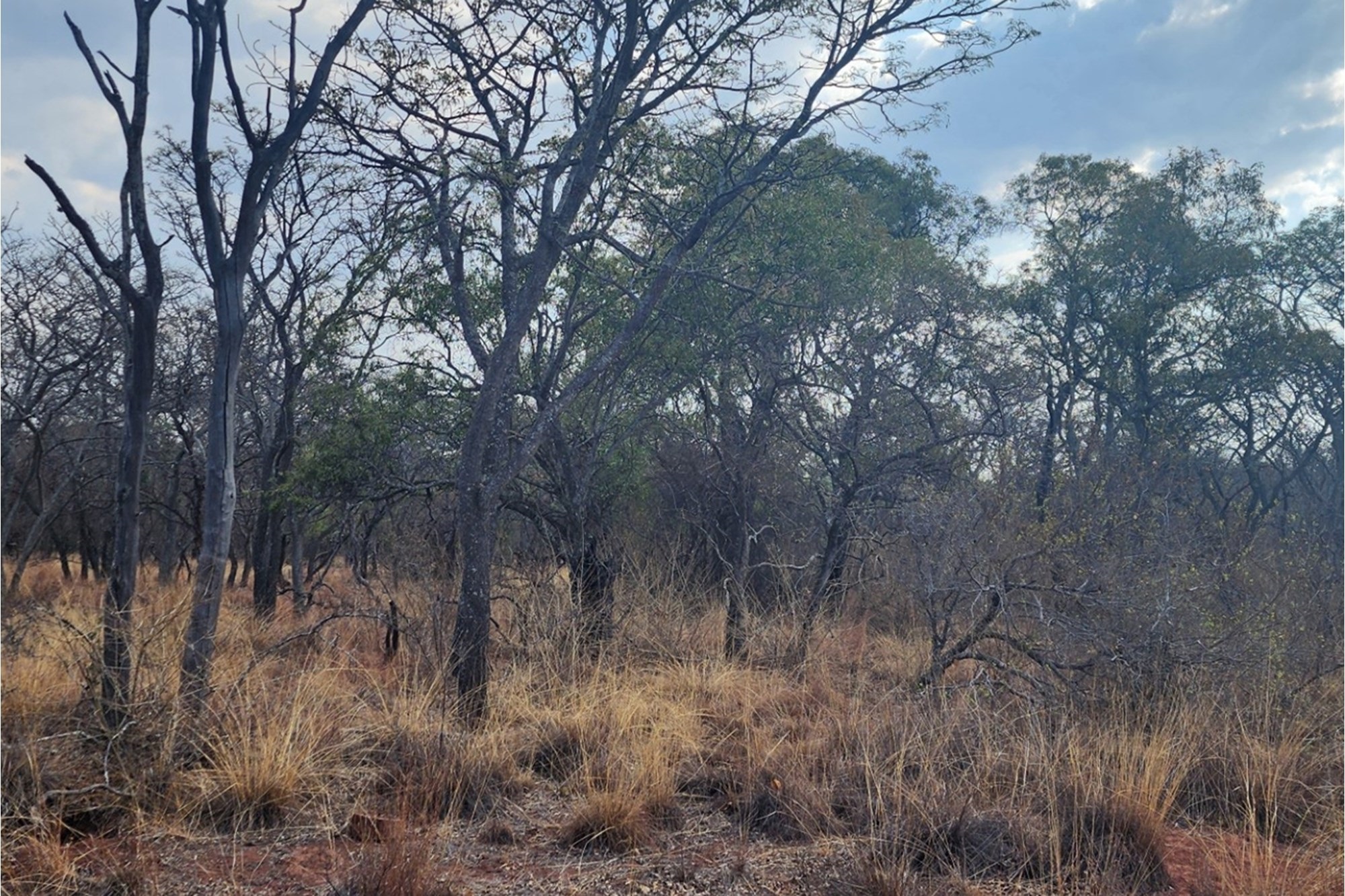 Vacant Stand with Approved Plans - Verloren Estate, Waterberg