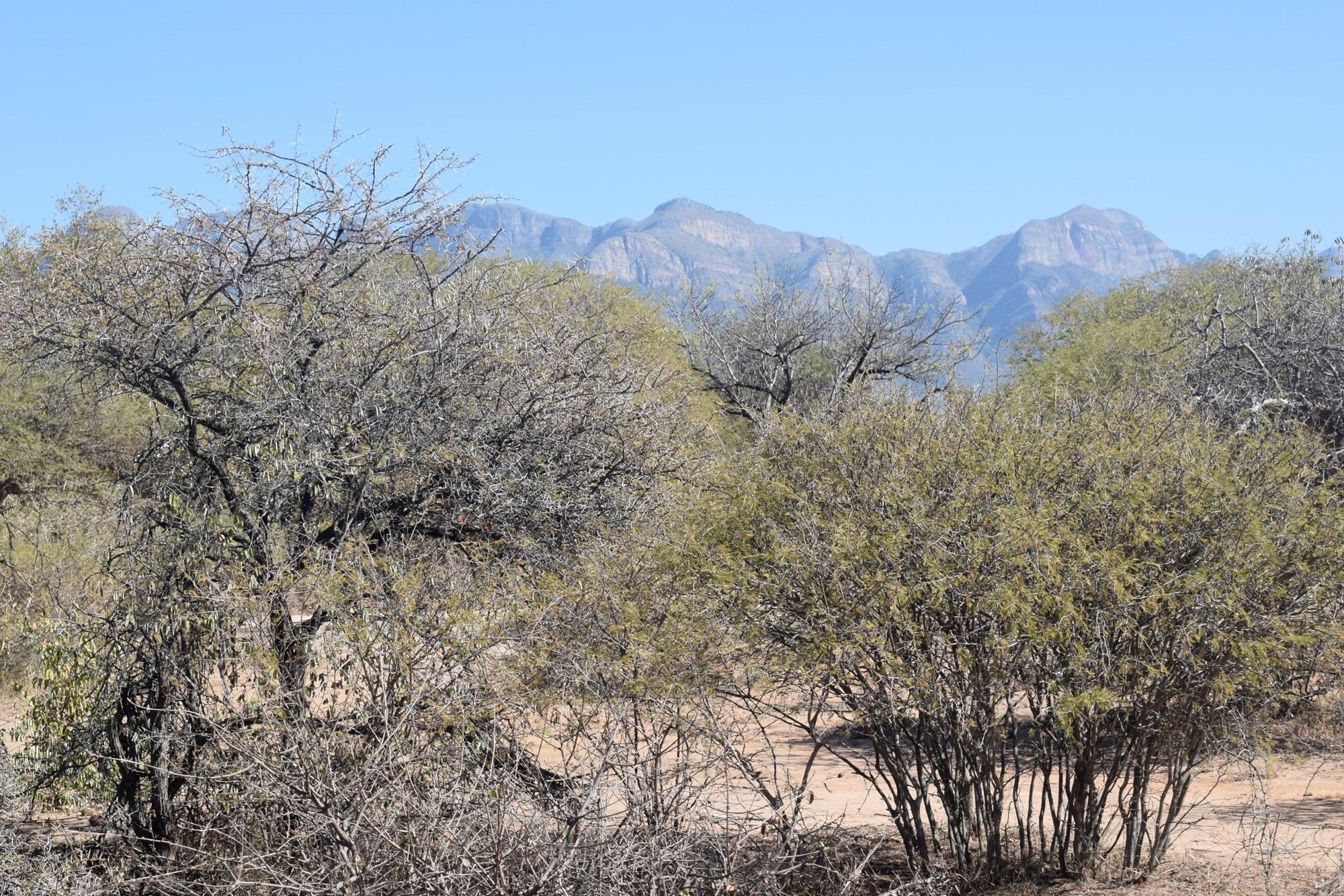 Vacant Land for sale in Hoedspruit Wildlife Estate, Hoedspruit, 4907 m²