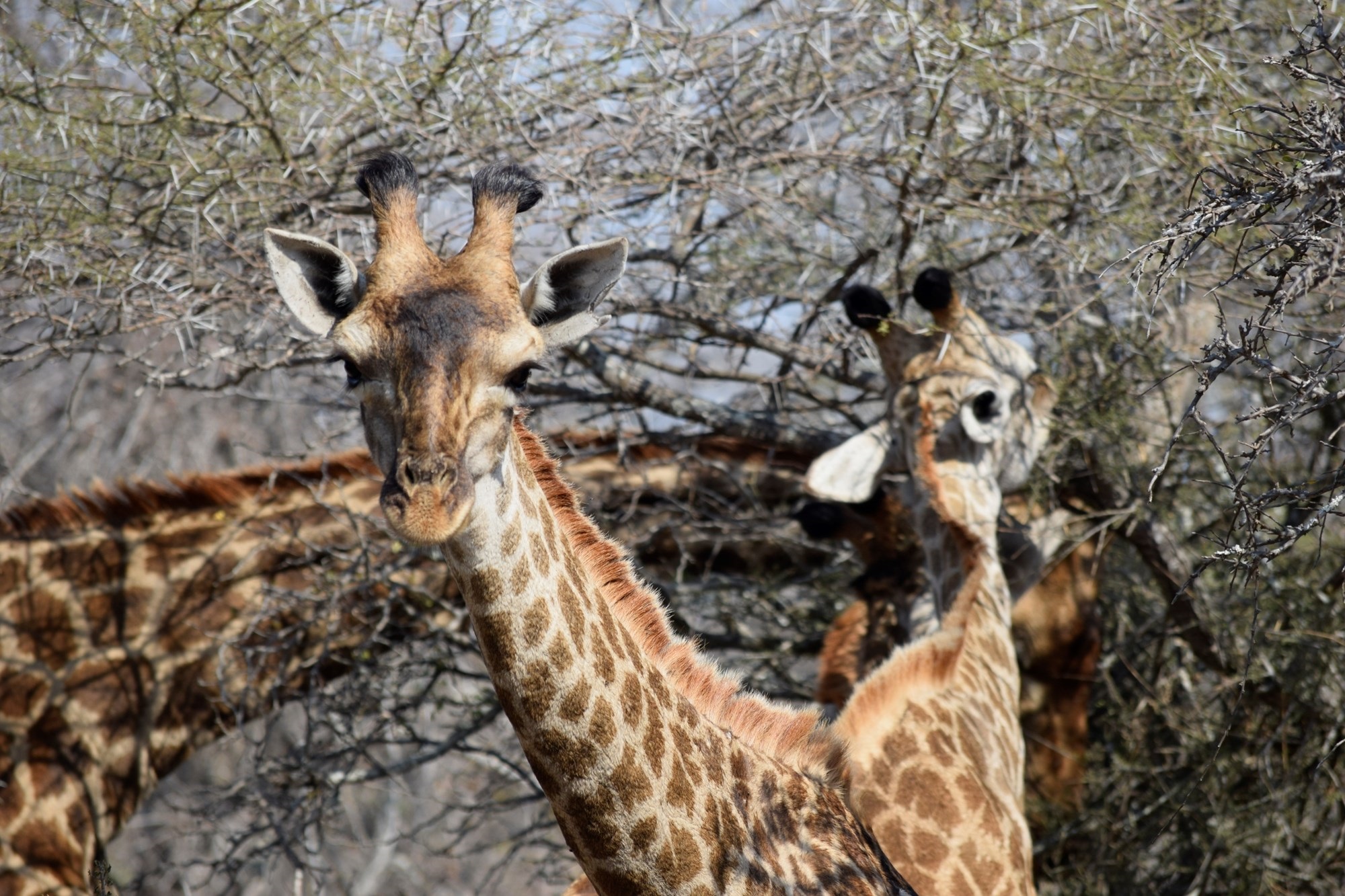 Plot and Plan option available in Hoedspruit Wildlife Estate