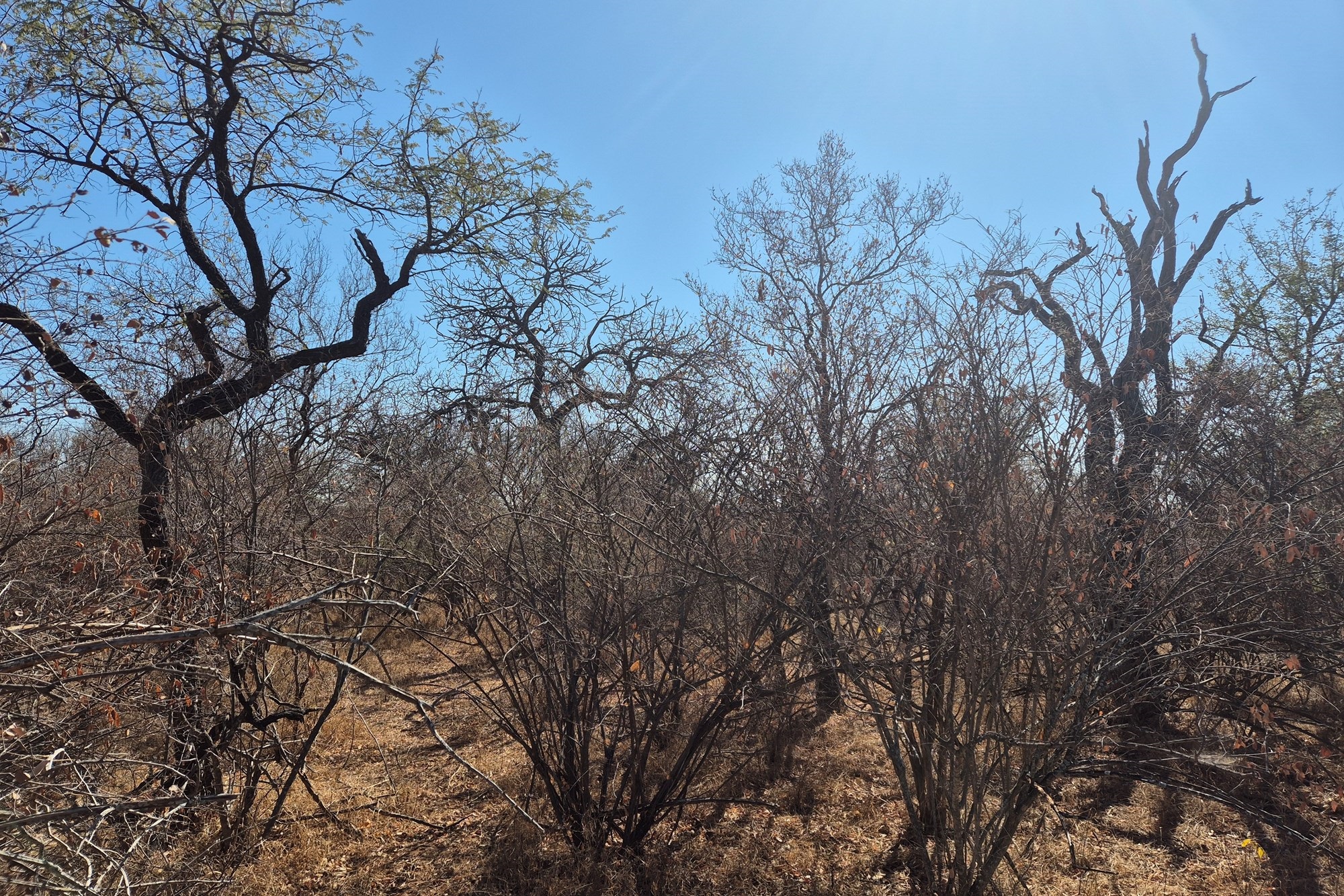 Plot and Plan option available in Hoedspruit Wildlife Estate