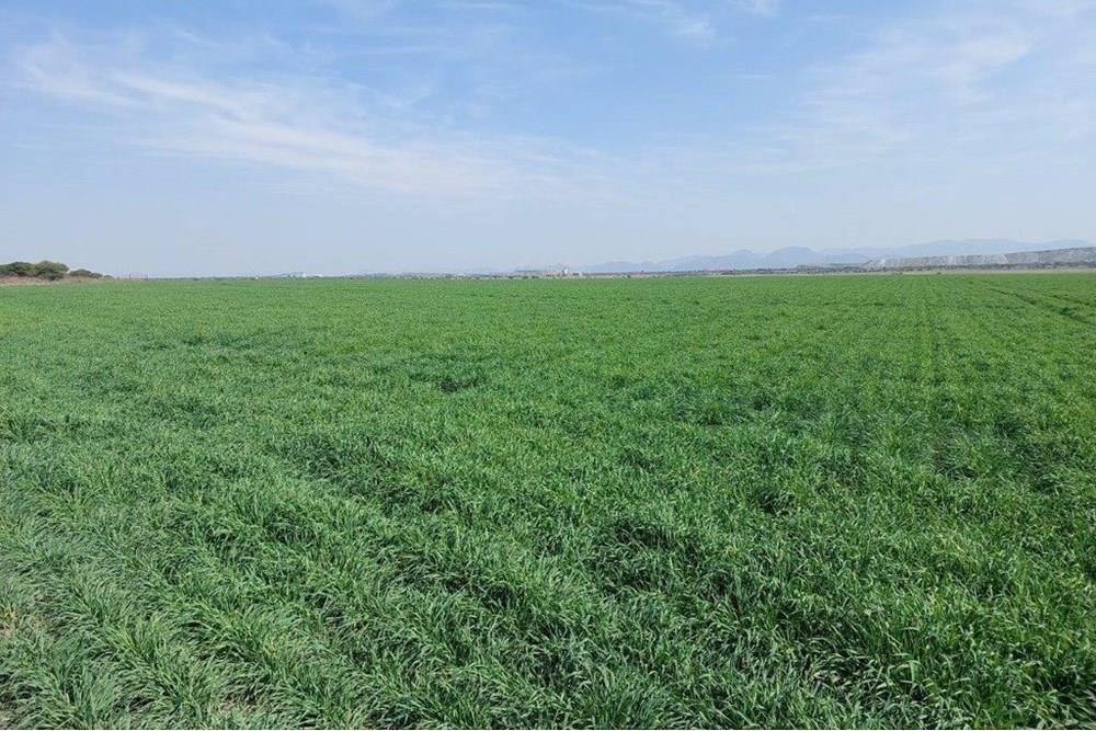 180ha Productive, well developed agricultural land, Koedoeskop