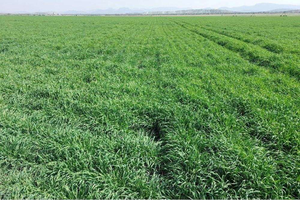 180ha Productive, well developed agricultural land, Koedoeskop