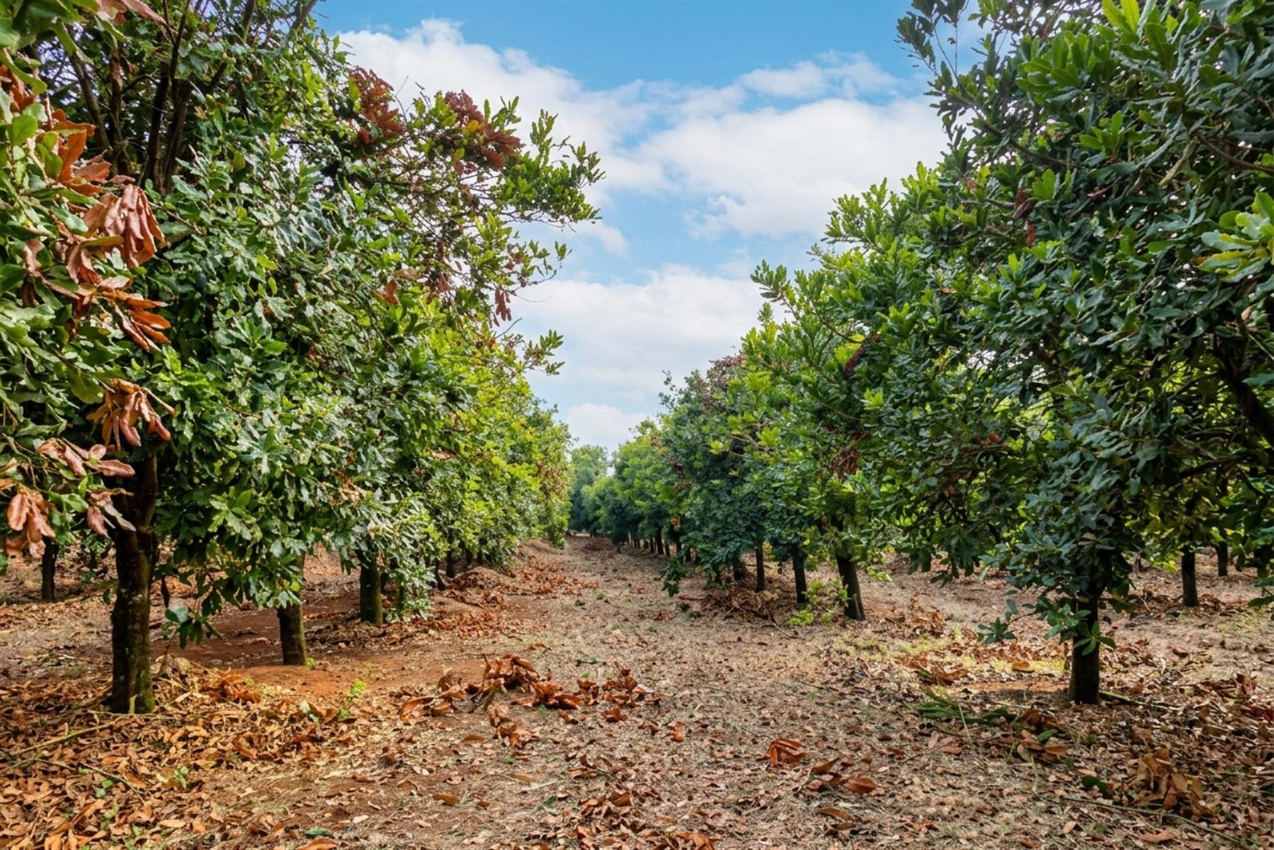16Ha Macadamia Farm with 3 Dwelings and dam. PRICED RIGHT!