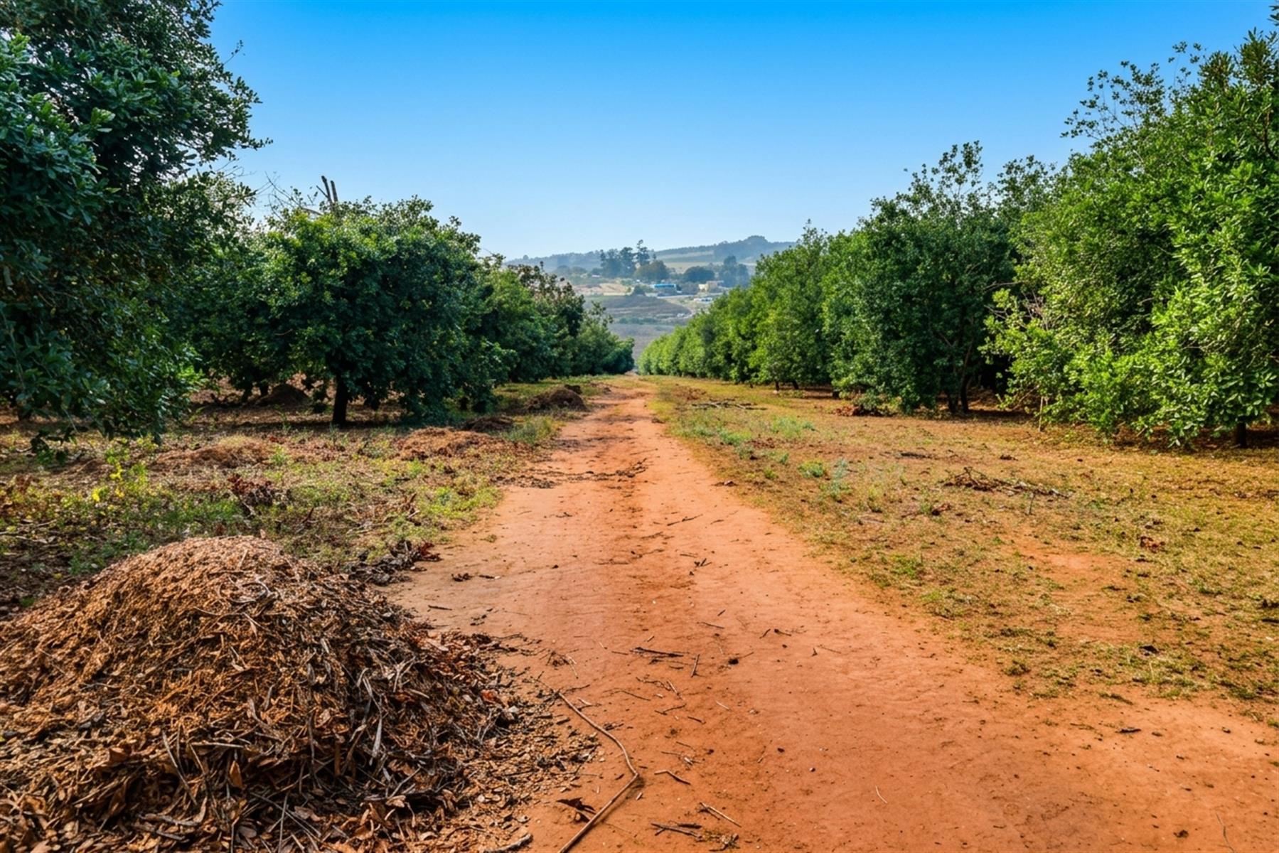 16Ha Macadamia Farm with 3 Dwelings and dam. PRICED RIGHT!