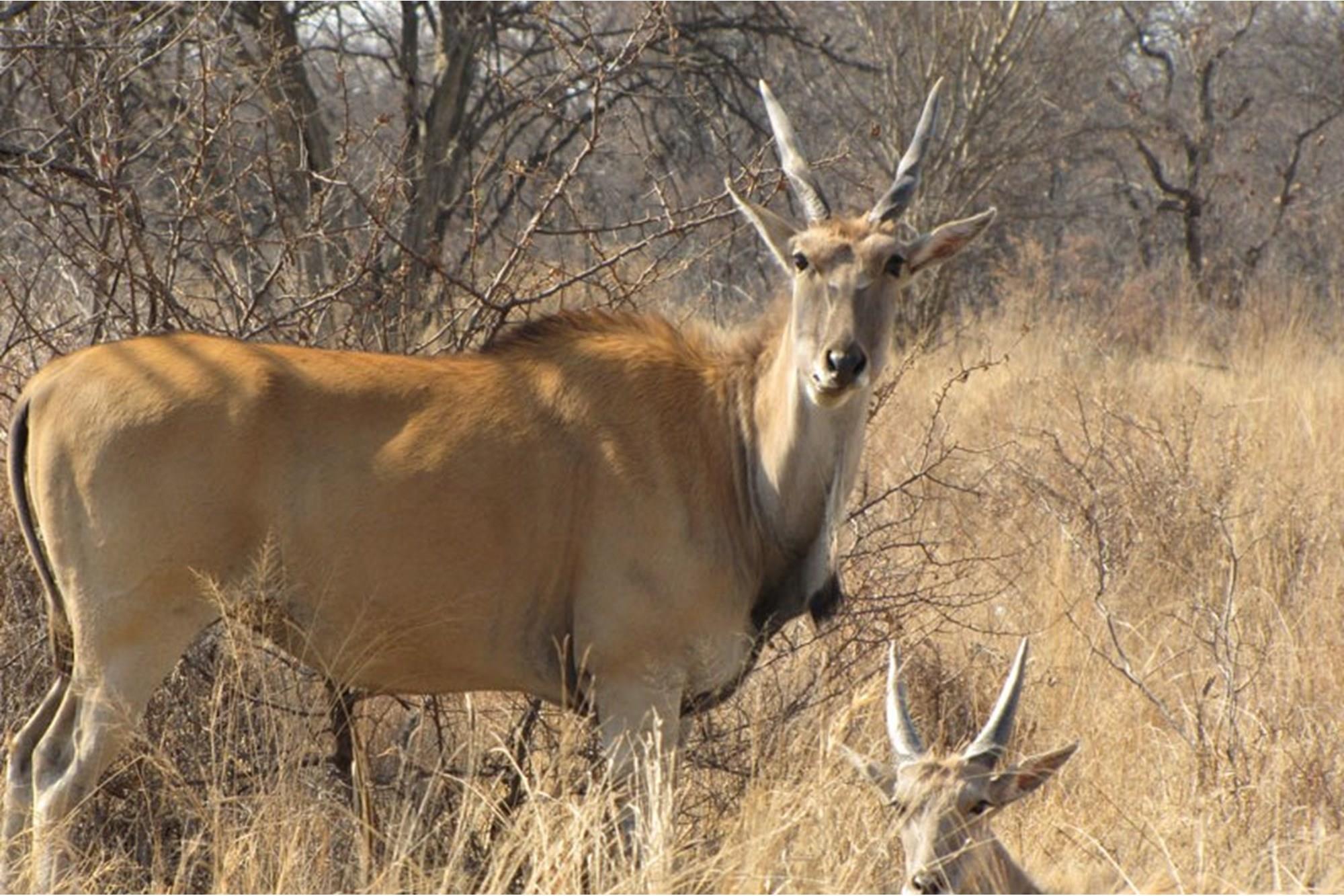 Vacant land in the sought after Ditholo Wildlife Estate between Bela Bela and Thabazimbi