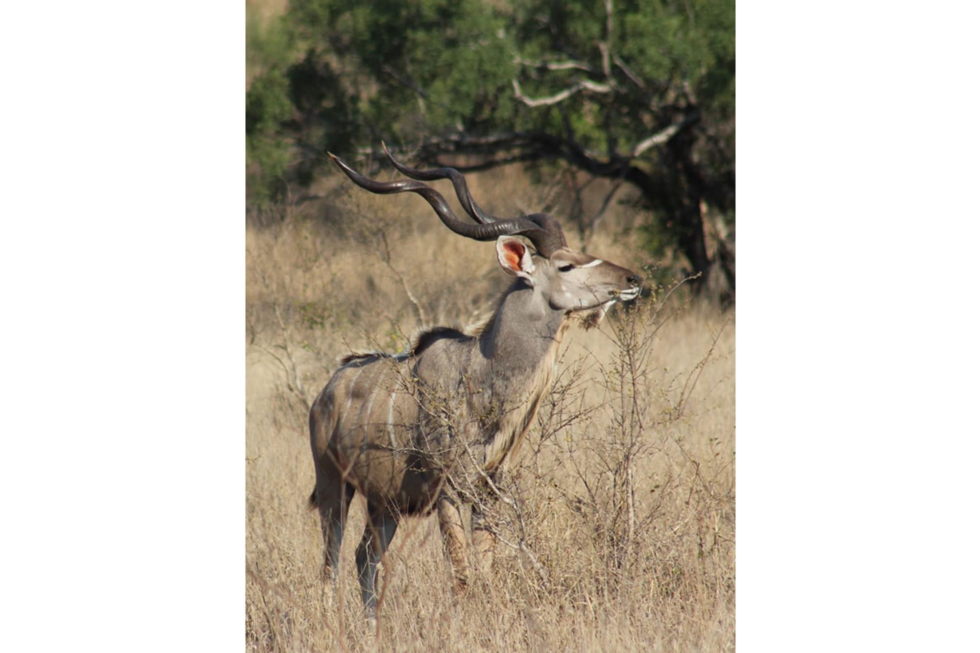 Vacant land in the sought after Ditholo Wildlife Estate between Bela Bela and Thabazimbi