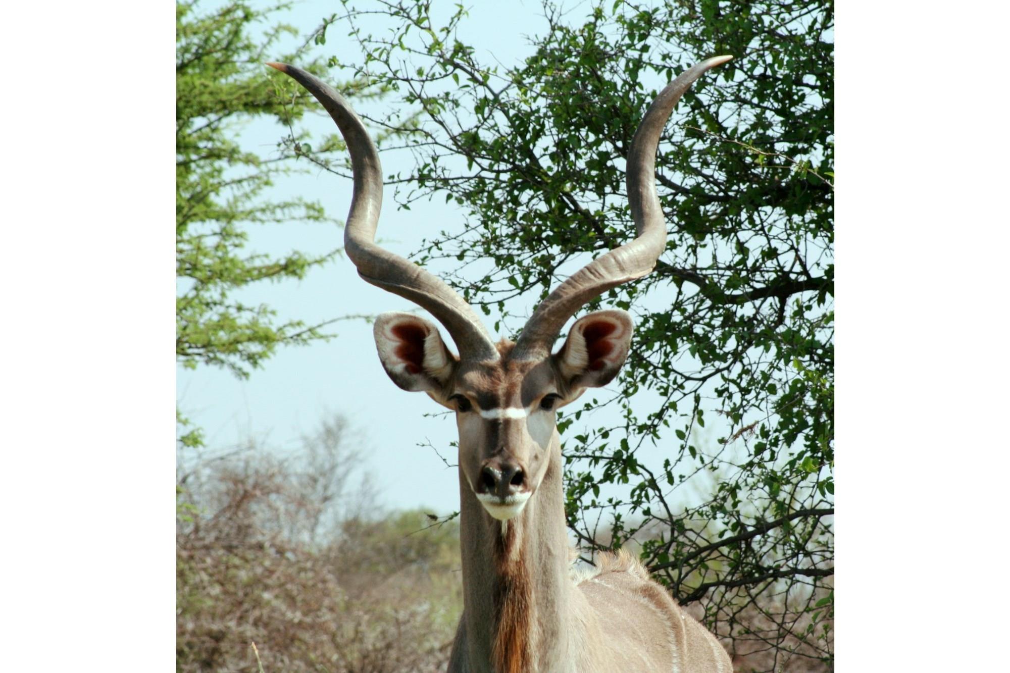 Vacant land in the sought after Ditholo Wildlife Estate between Bela Bela and Thabazimbi