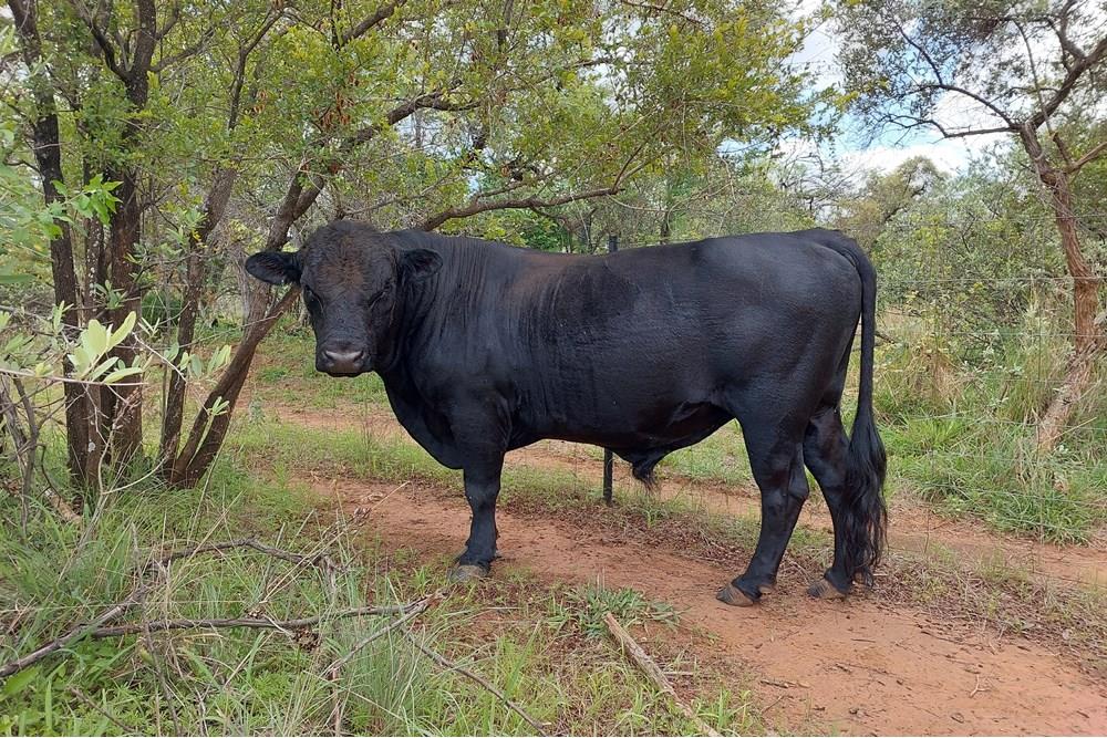 45 ha Smallholding in Roodepoort, Bela Bela with lots of breeding camps and two title deeds