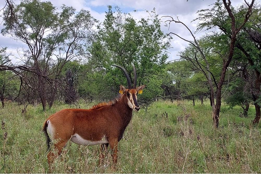 45 ha Smallholding in Roodepoort, Bela Bela with lots of breeding camps and two title deeds
