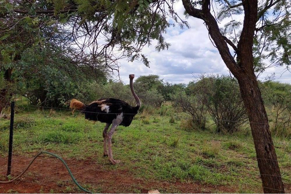 45 ha Smallholding in Roodepoort, Bela Bela with lots of breeding camps and two title deeds