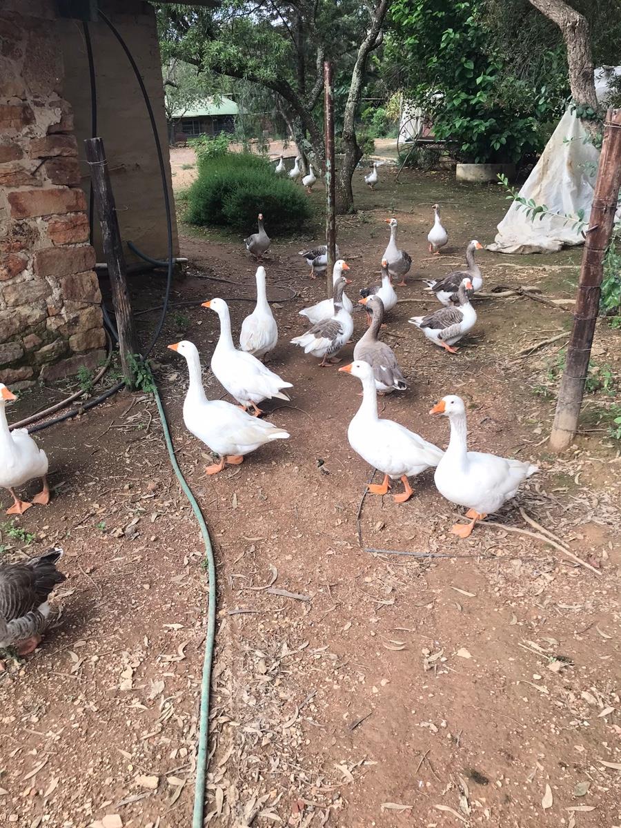 Small Holding for sale in Tiegerpoort AH, Pretoria, 500 m²
