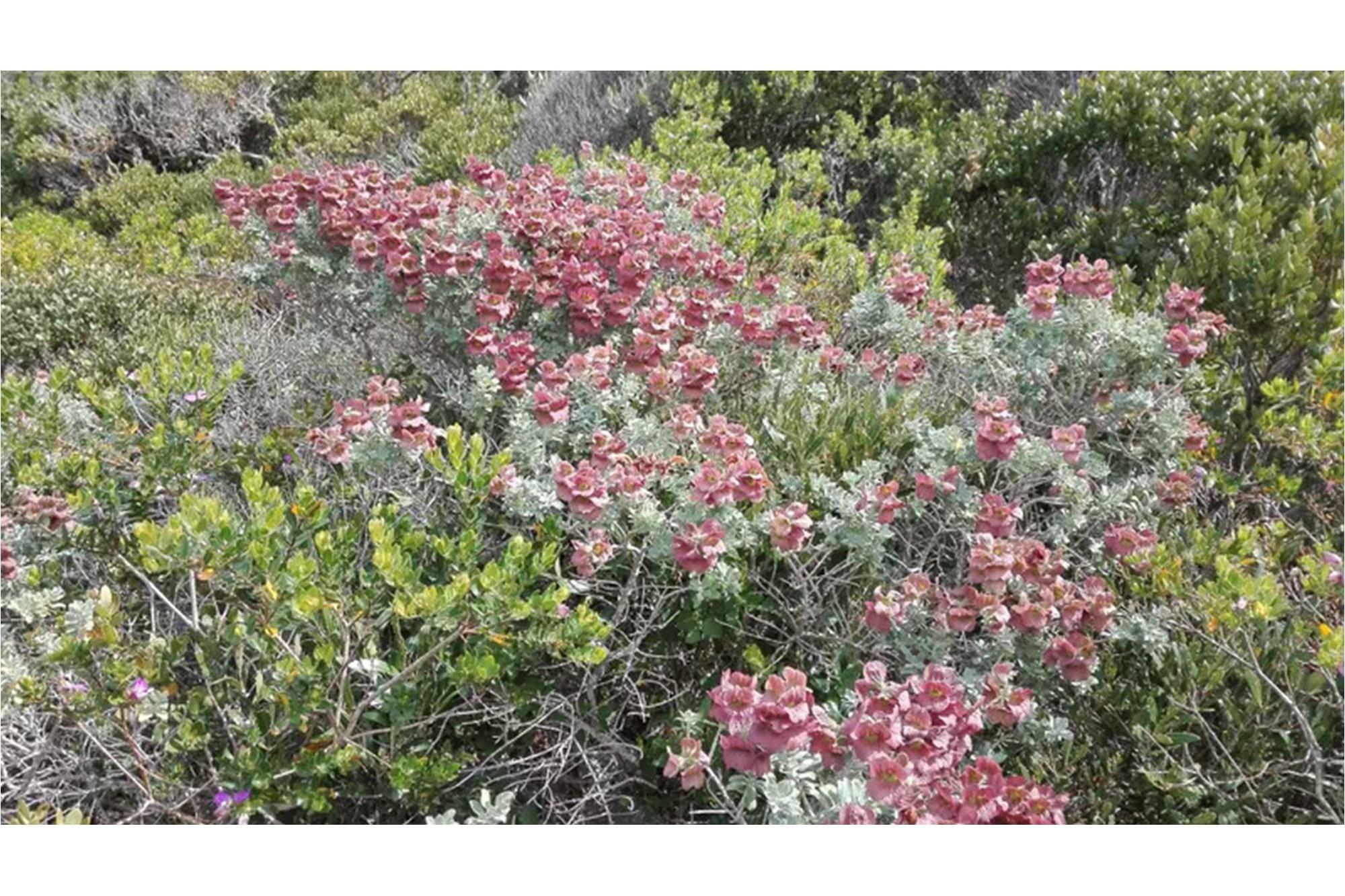 Expansive Coastal Residential lnd 4.2 ha in Birkenhead in Gansbaai - 300 m from sea