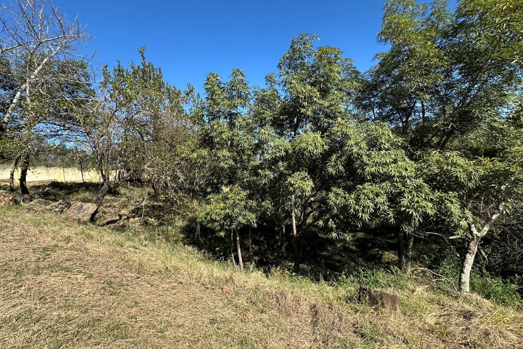 🏡 Vacant Stand For Sale | Mountain View Estate, Drum Rock