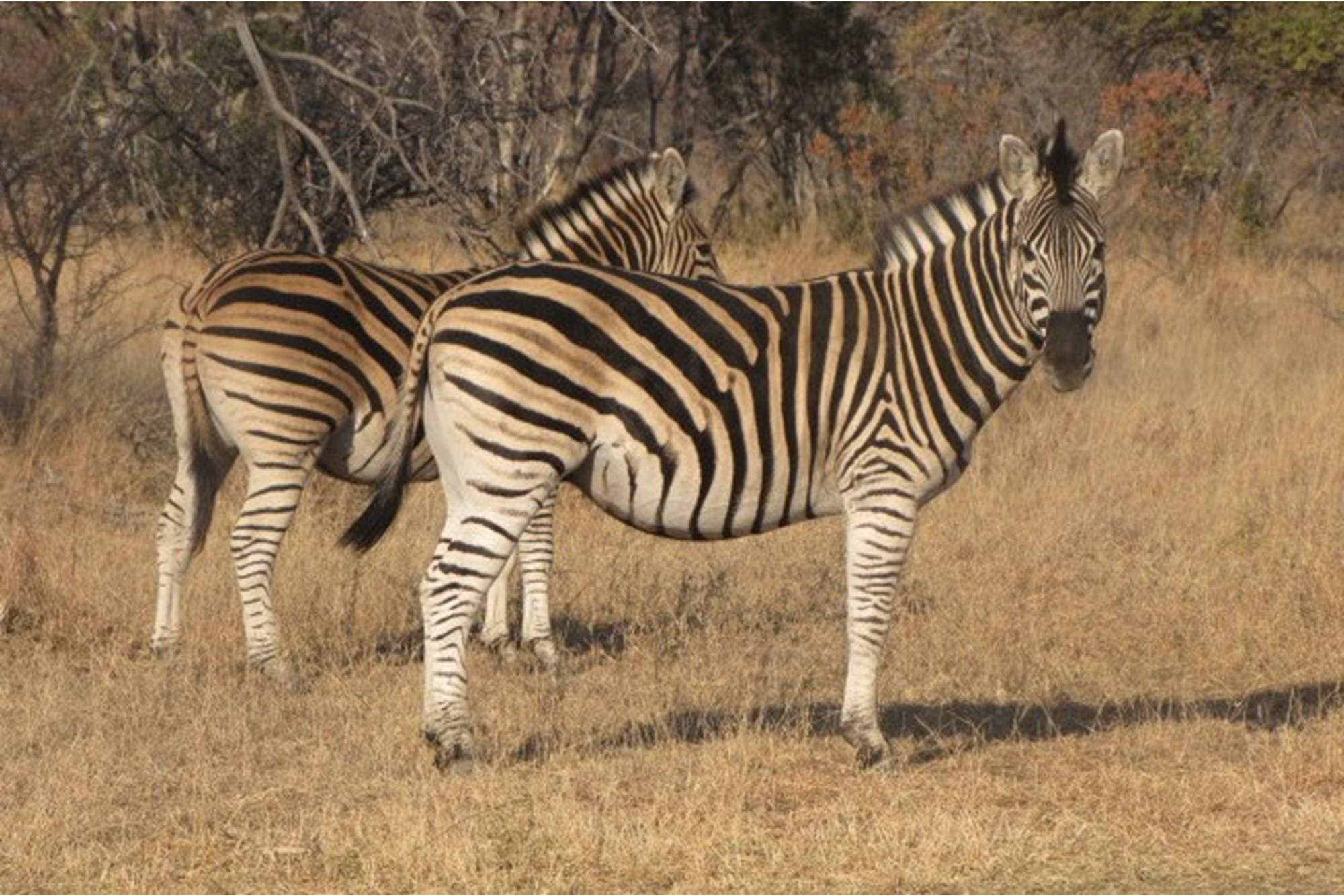 Restore your spirit. Land on an exquisite wildlife estate for sale between Bela Bela and Thabazimbi