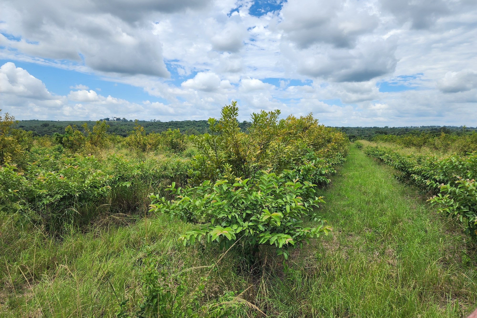 Prime 74 Ha Irrigation Farm for Sale in Levubu - A Rare Opportunity.