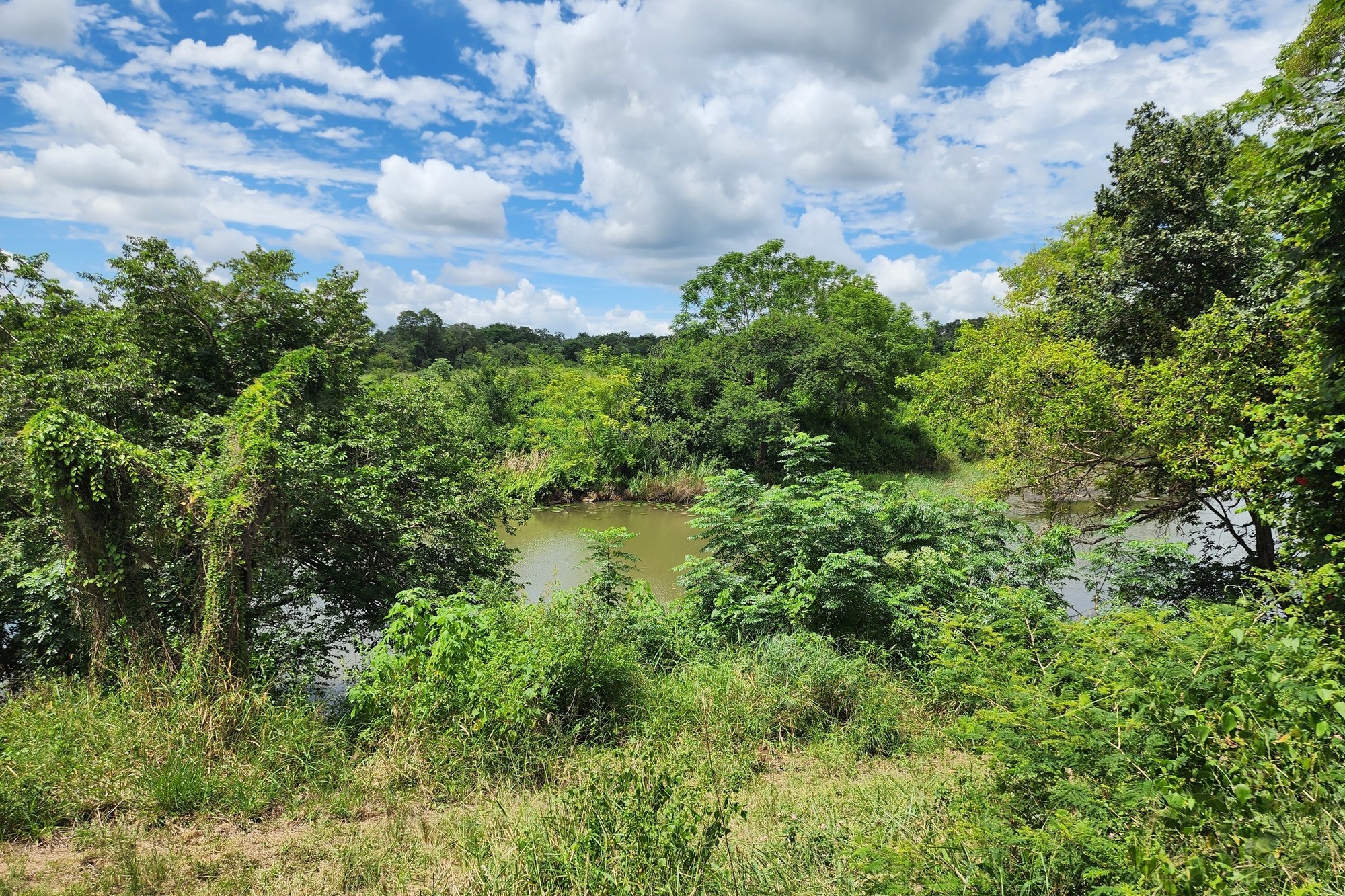 Prime 74 Ha Irrigation Farm for Sale in Levubu - A Rare Opportunity.