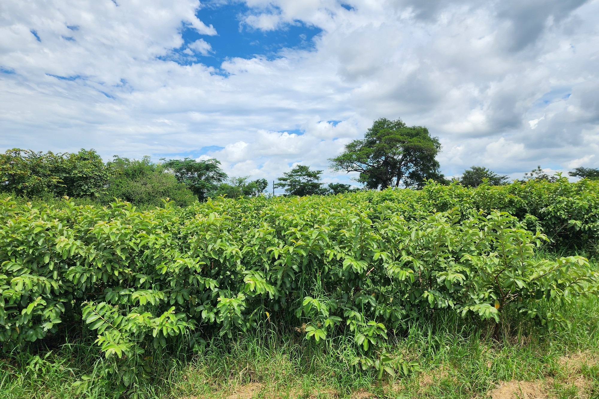 Prime 74 Ha Irrigation Farm for Sale in Levubu - A Rare Opportunity.