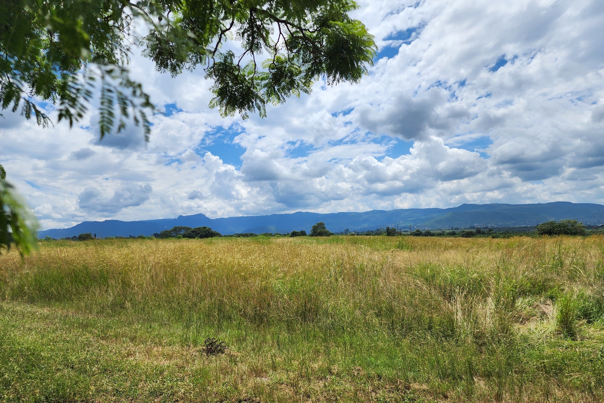 Prime 74 Ha Irrigation Farm for Sale in Levubu - A Rare Opportunity.