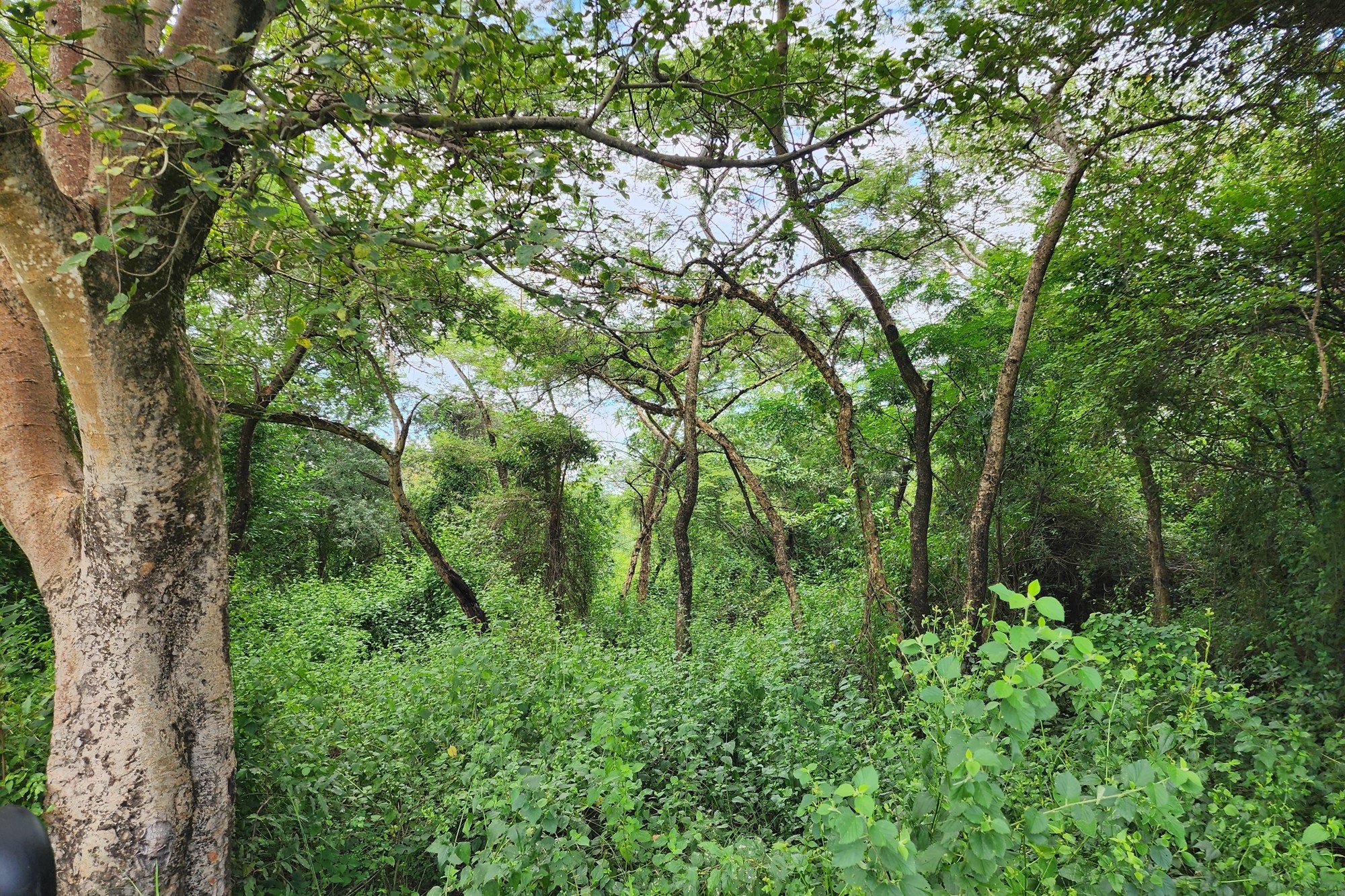Prime 74 Ha Irrigation Farm for Sale in Levubu - A Rare Opportunity.