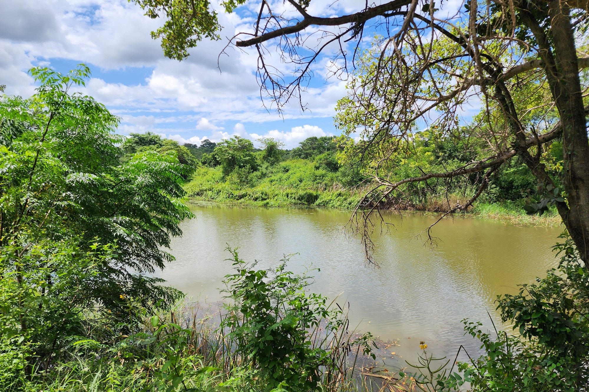 Prime 74 Ha Irrigation Farm for Sale in Levubu - A Rare Opportunity.
