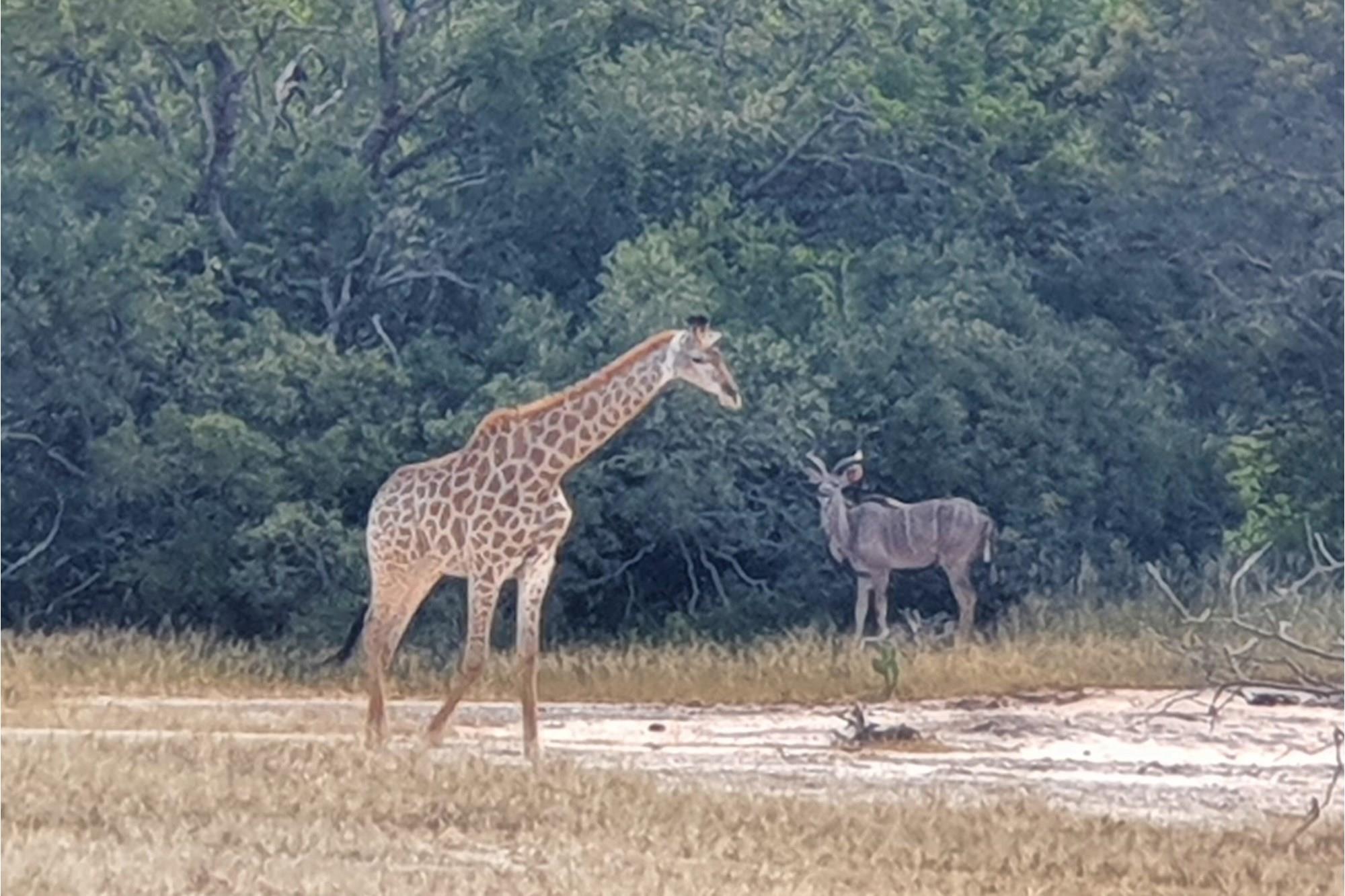 Vacant Land for sale in Moditlo Nature Reserve, Hoedspruit, 9170 m²