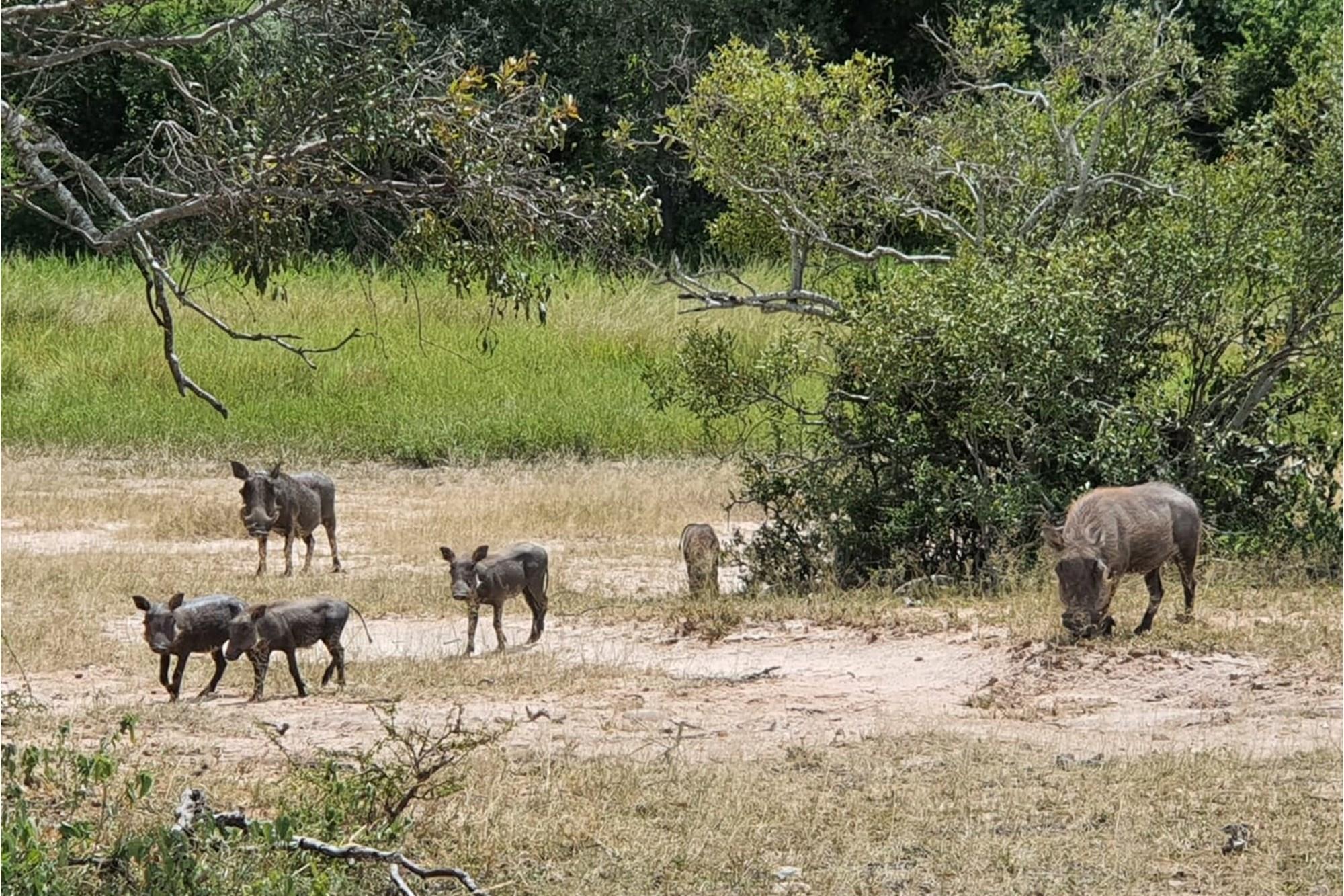 Vacant Land for sale in Moditlo Nature Reserve, Hoedspruit, 9170 m²