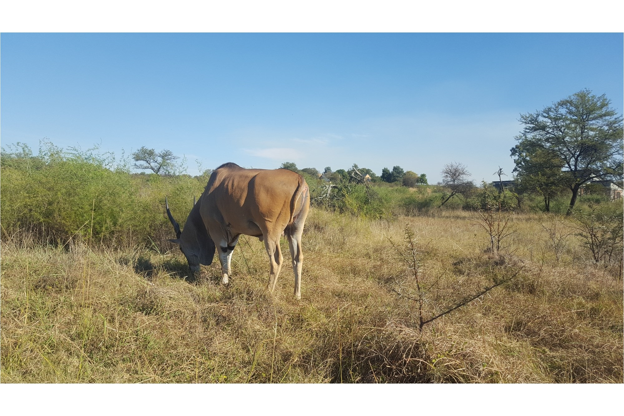 Vacant Land for Sale in Popular Letamo Game Farm situated in Cradle of Humankind