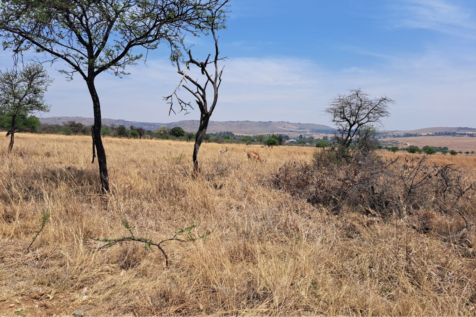 Vacant Land for Sale in Popular Letamo Game Farm situated in Cradle of Humankind 4