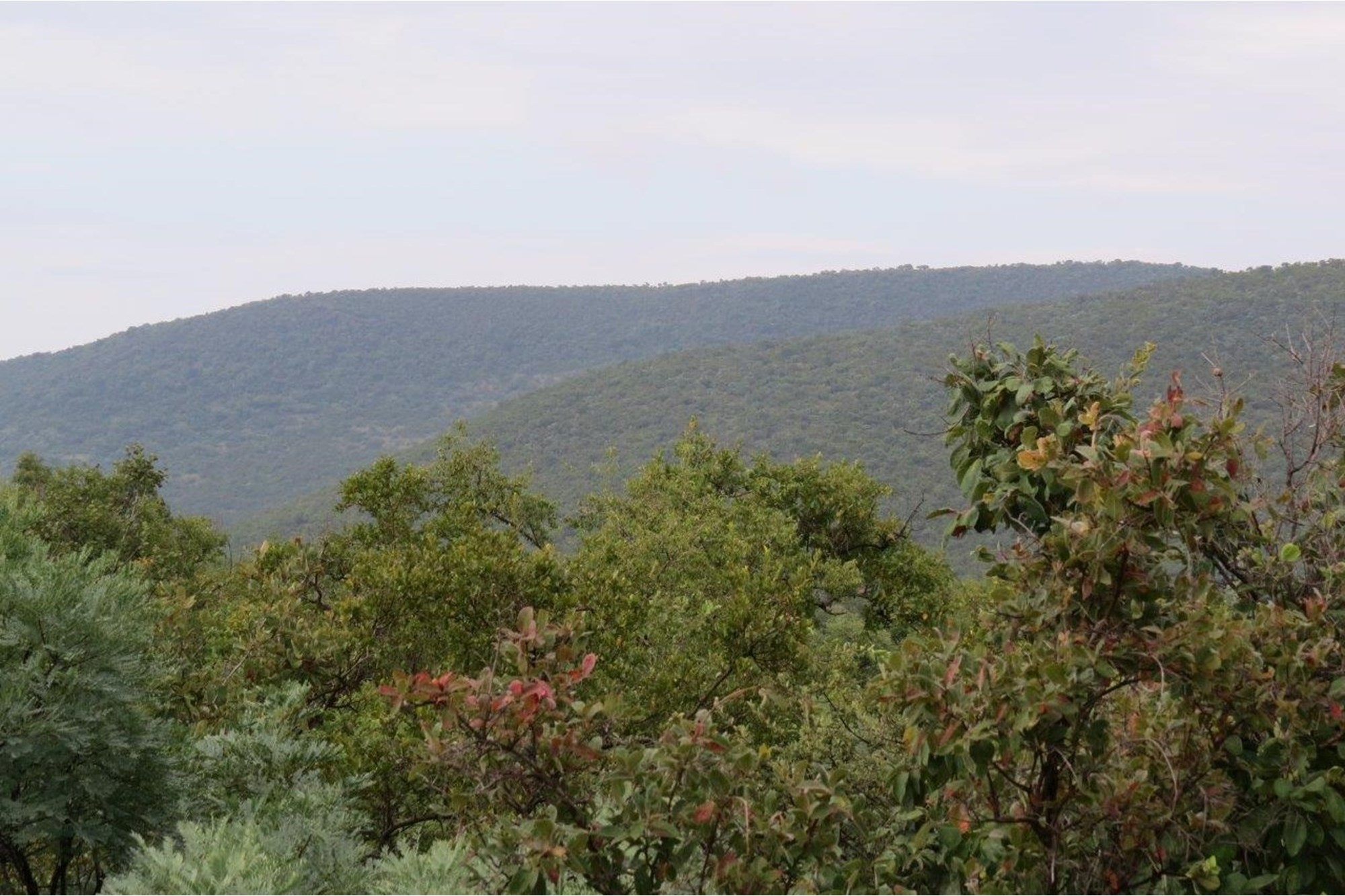 Vacant Land for sale in Zwartkloof Private Game Reserve, Bela Bela, 2500 m²