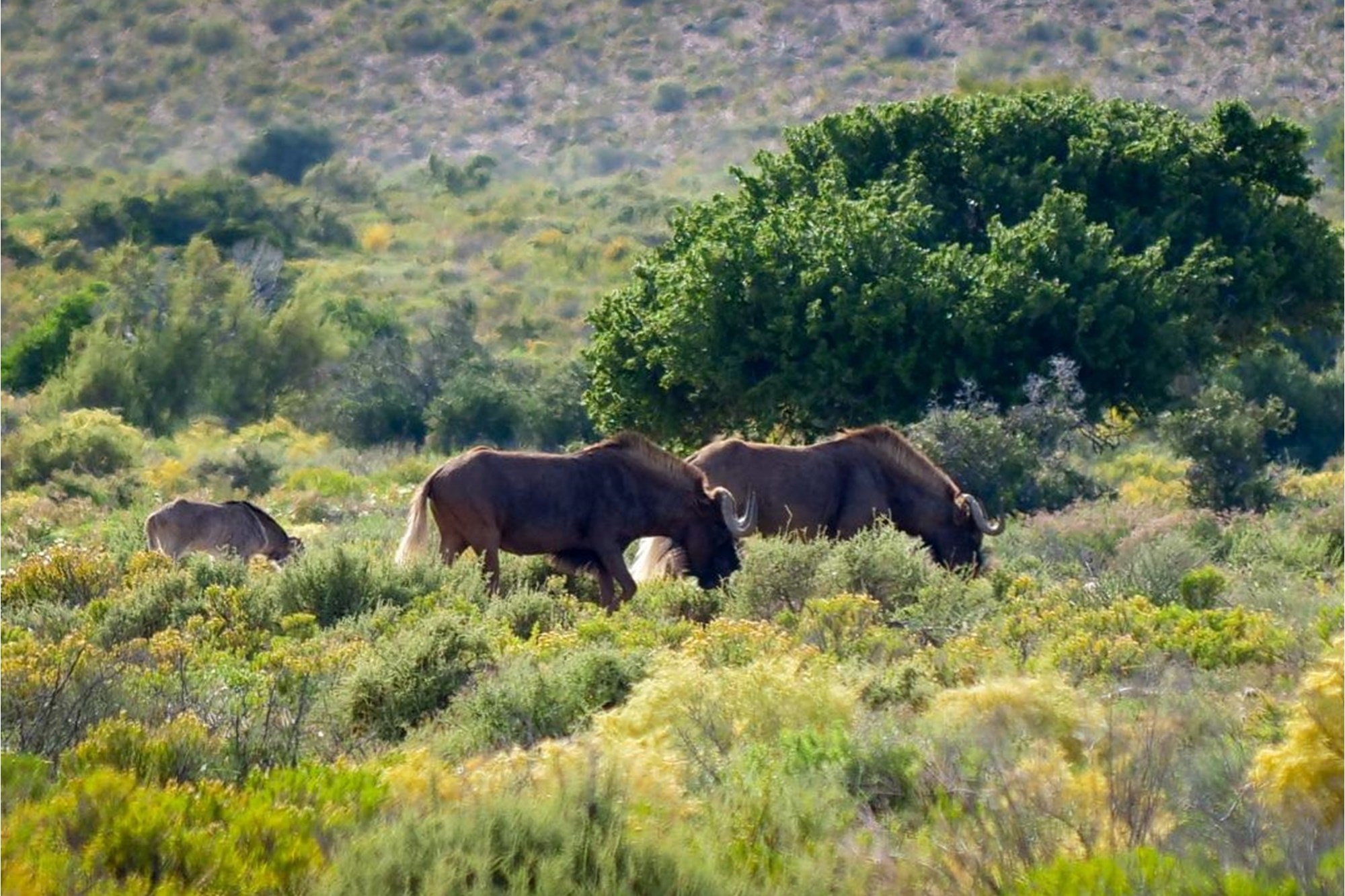 Vacant Land for sale in Ladismith Rural, Ladismith, 10000 m²